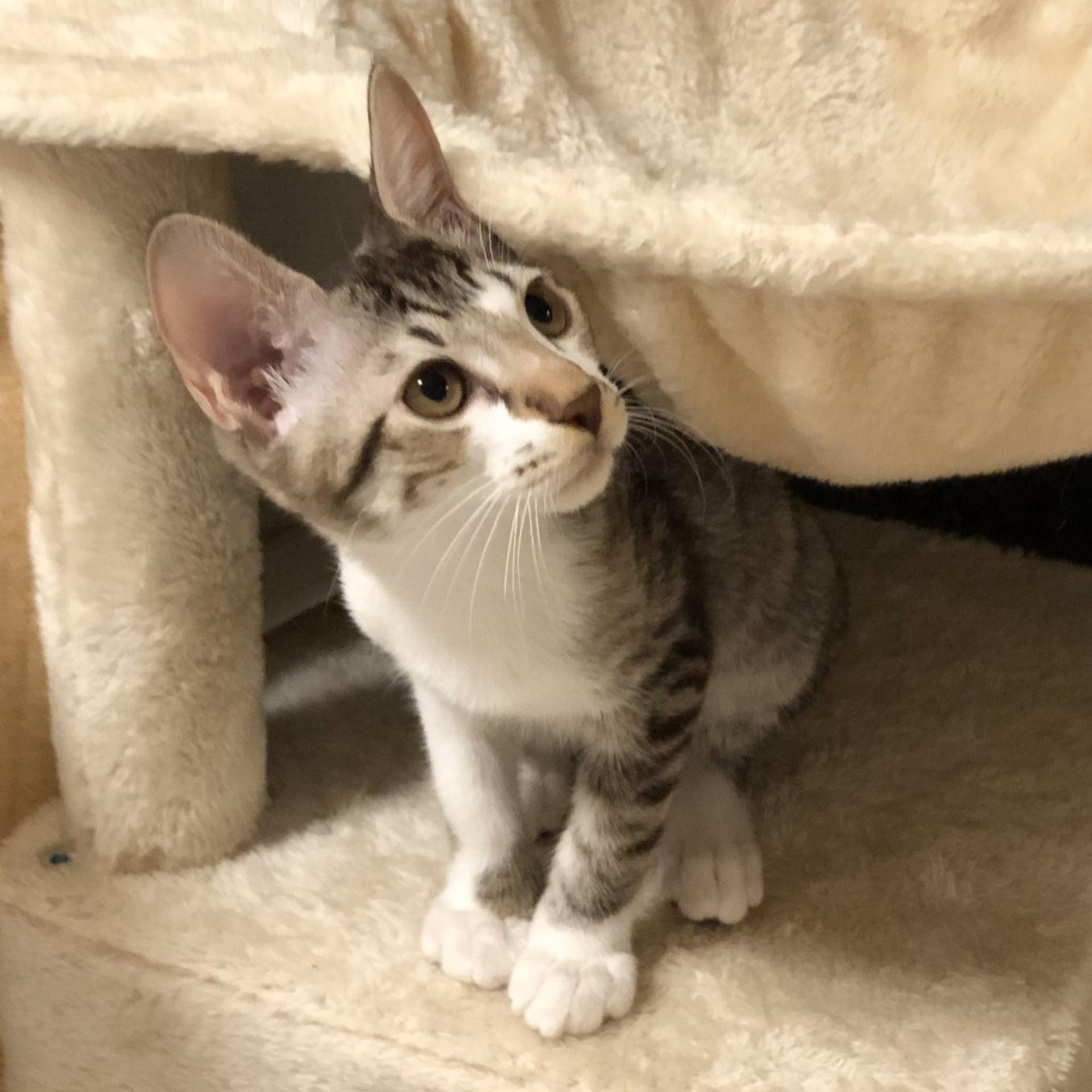 pet-image-9