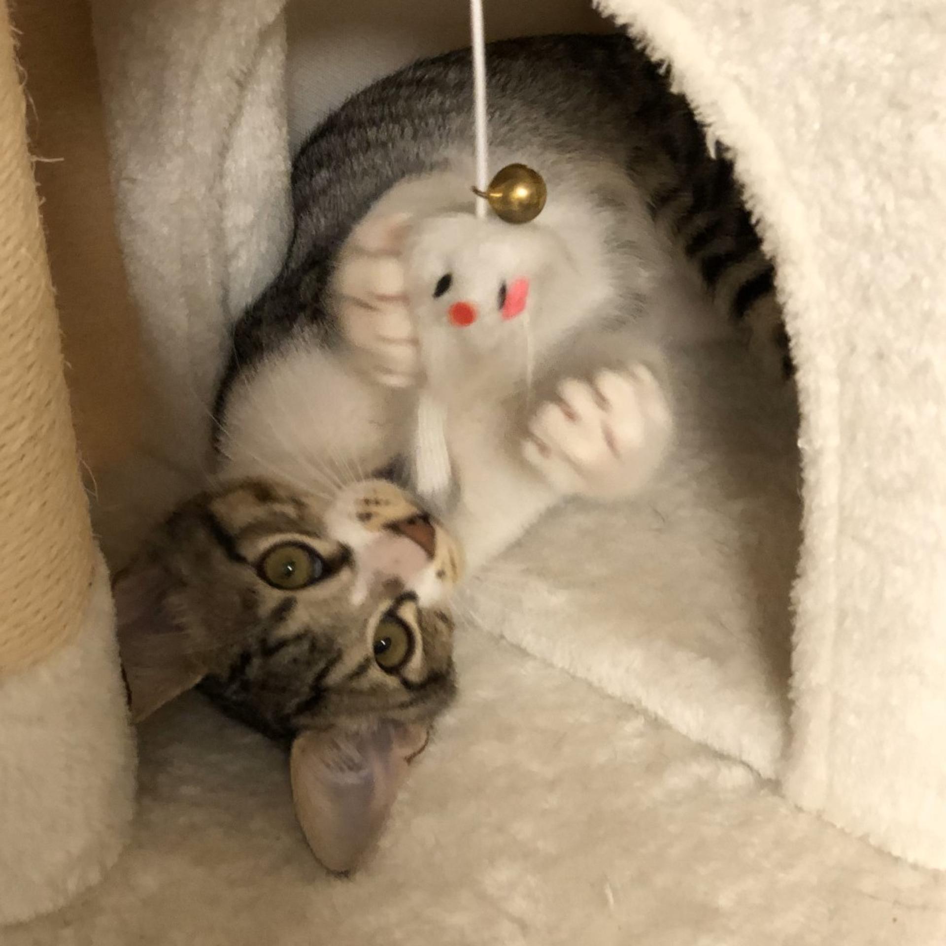 pet-image-10