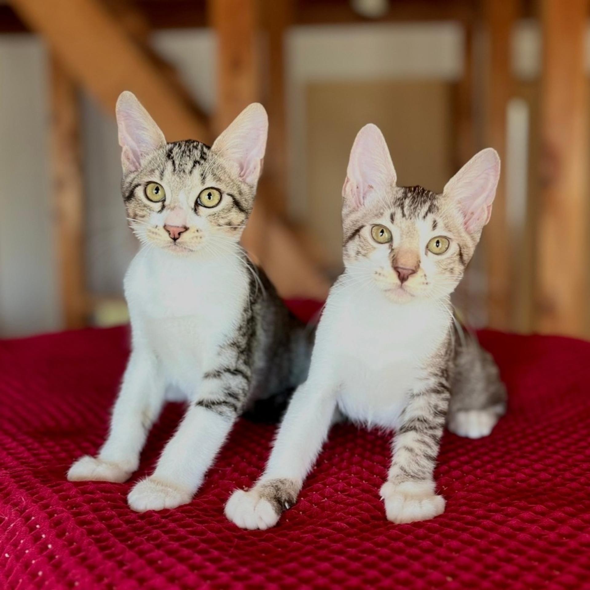 pet-image-4