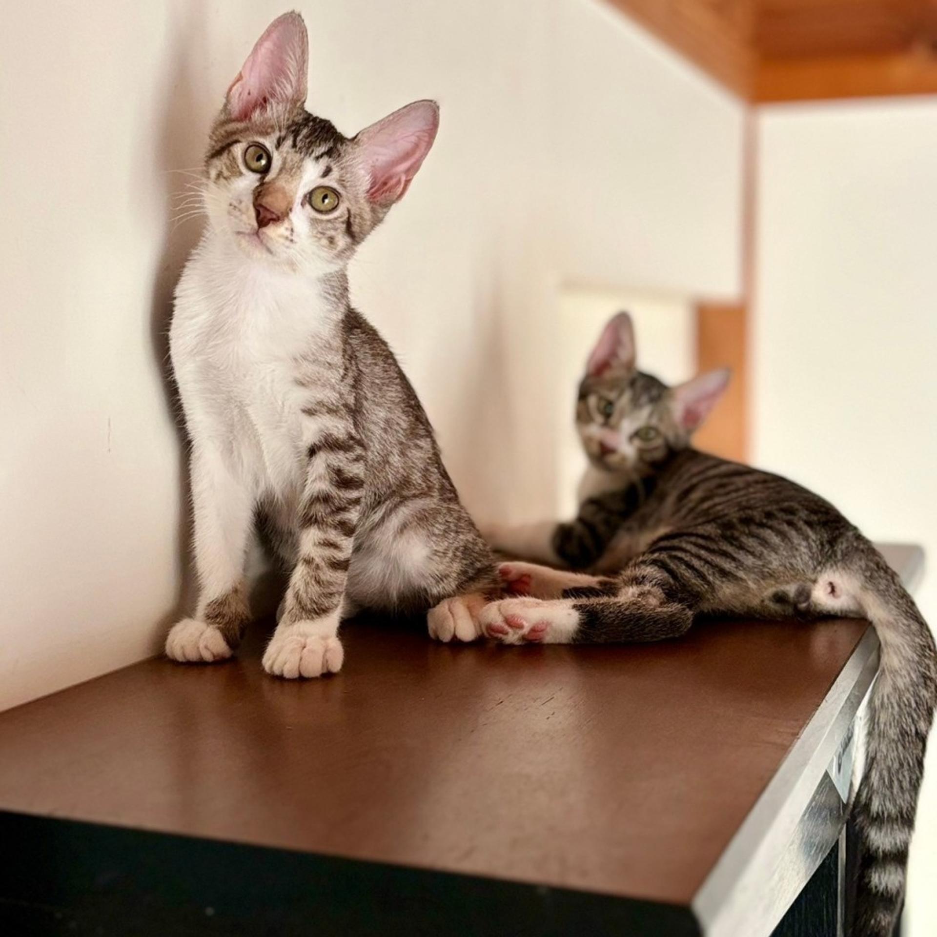 pet-image-5