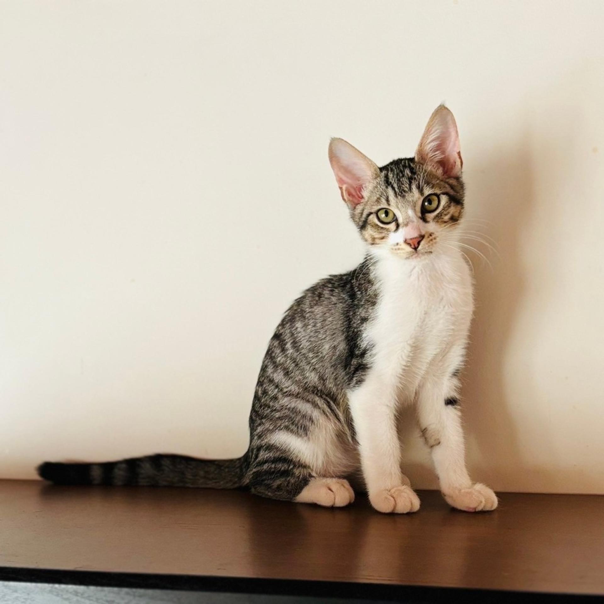 pet-image-6