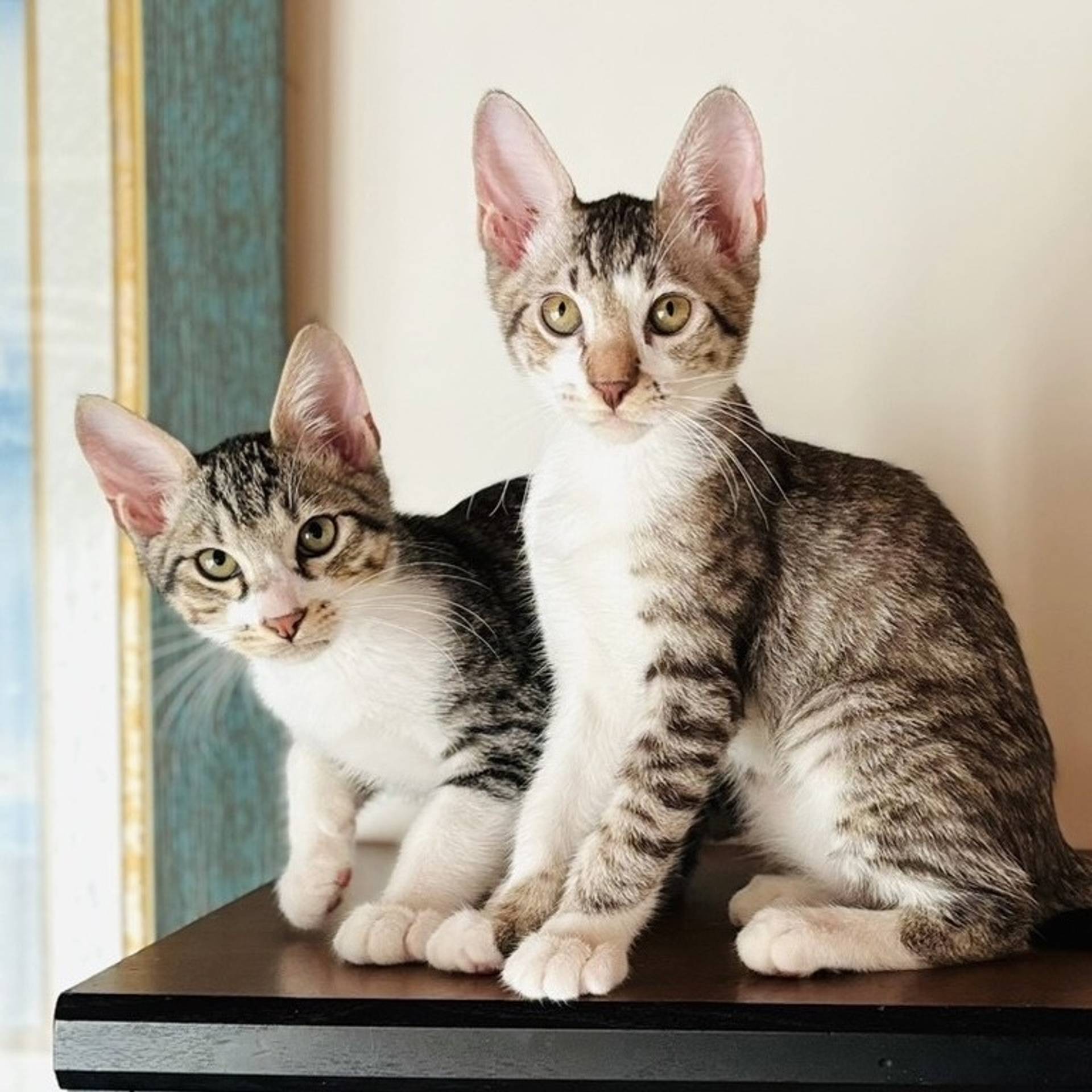 雑種（ミックス猫）・オスの里親募集の写真