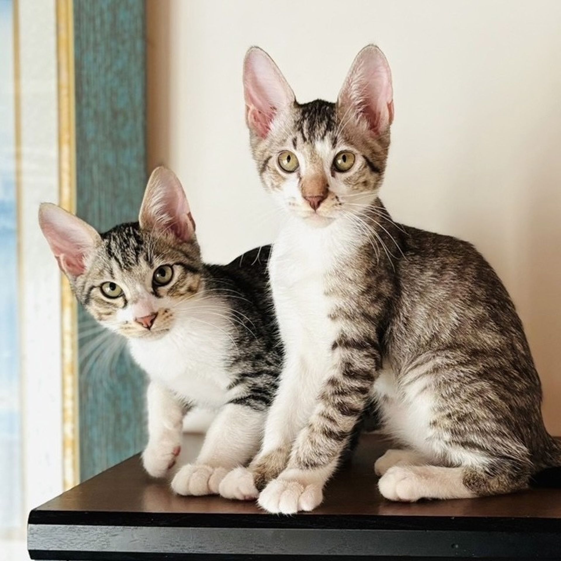 雑種（ミックス猫）・オスの里親募集の写真