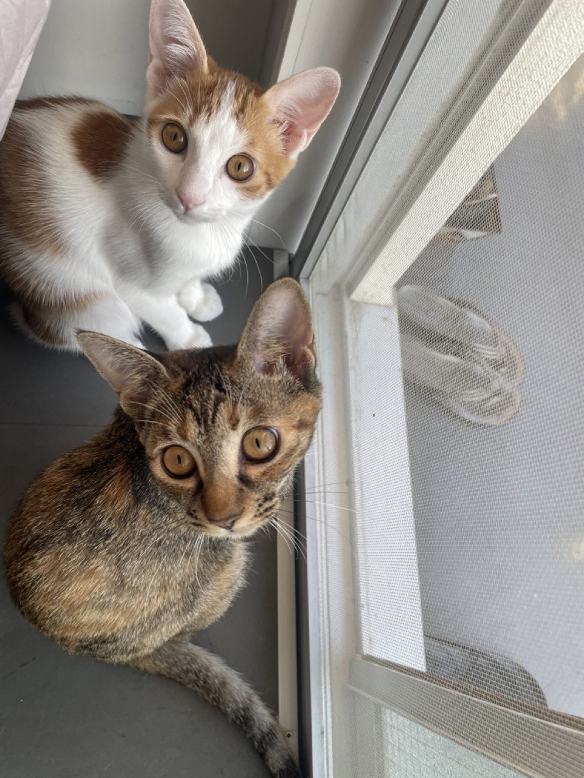 雑種（ミックス猫）・オスの里親募集の写真
