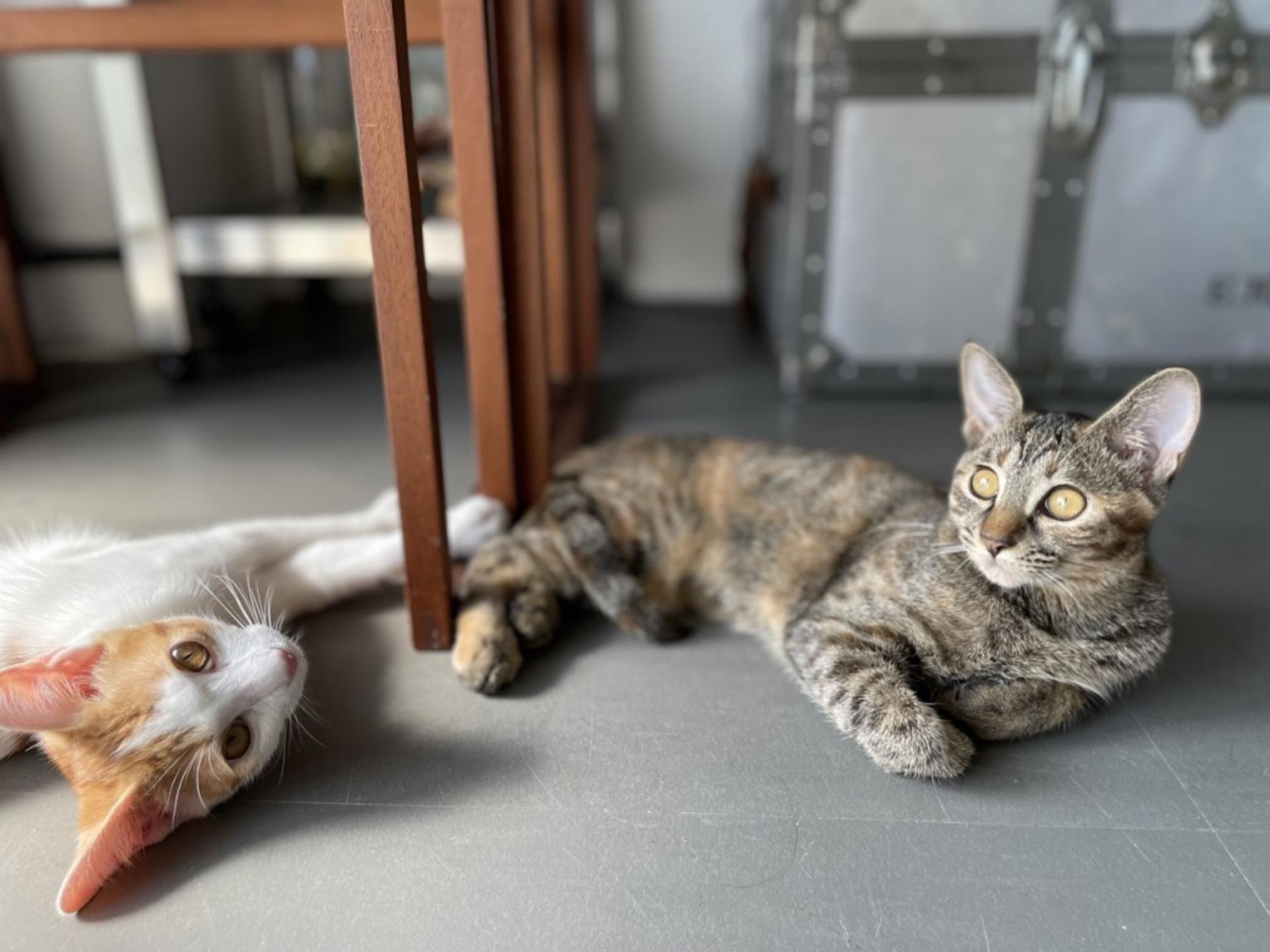 pet-image-8