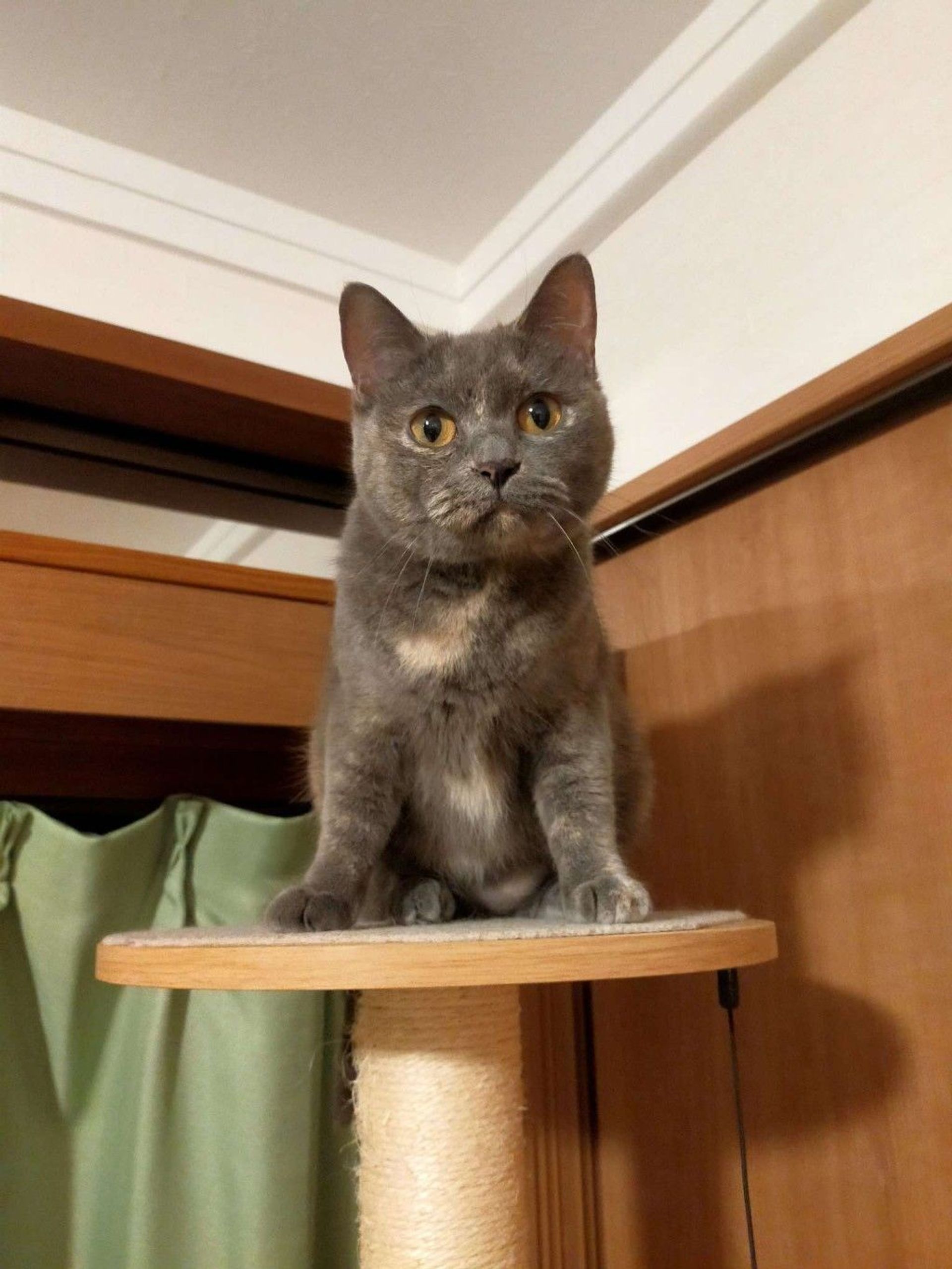 雑種（ミックス猫）・メスの里親募集の写真