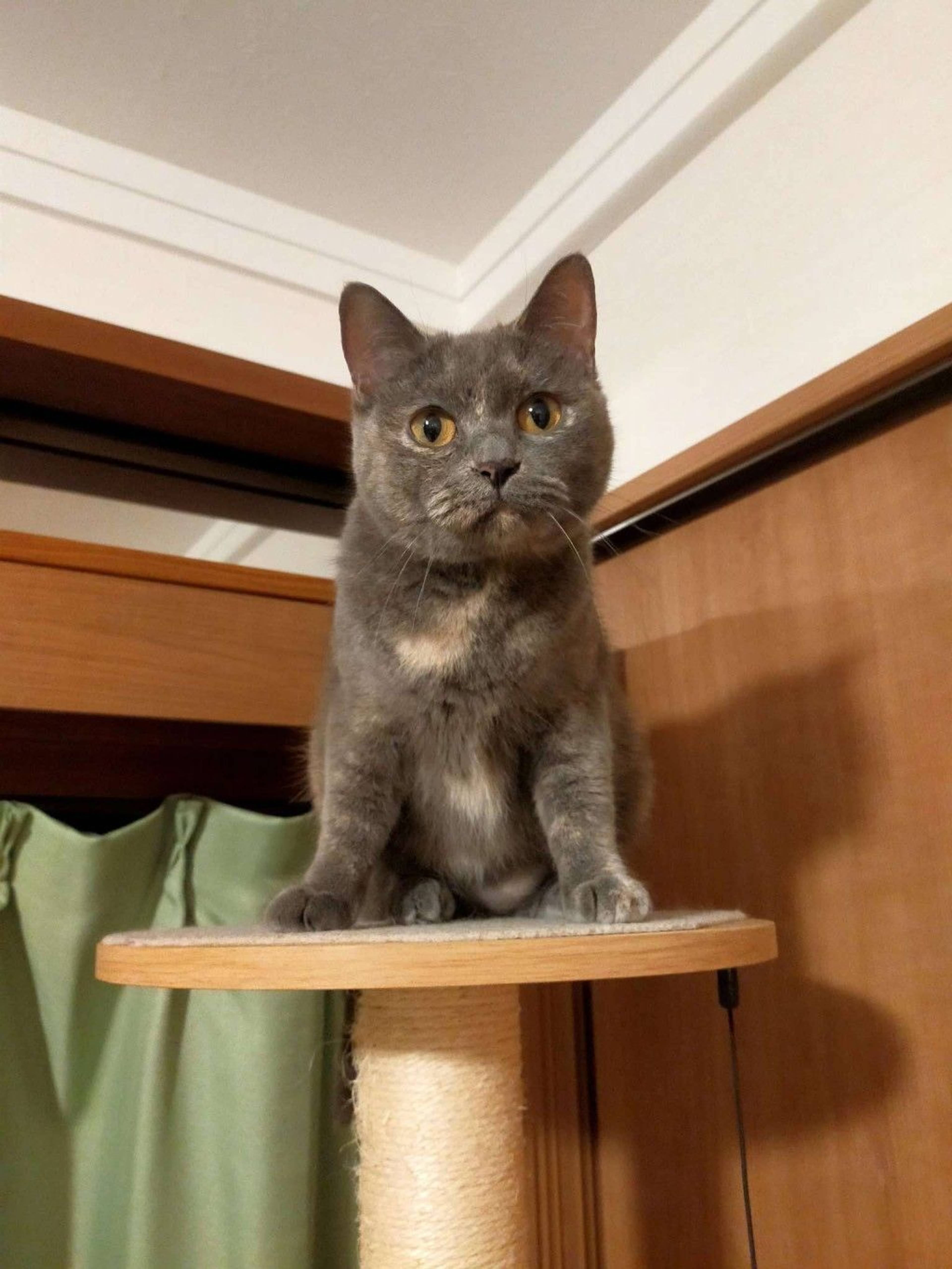 雑種（ミックス猫）・メスの里親募集の写真
