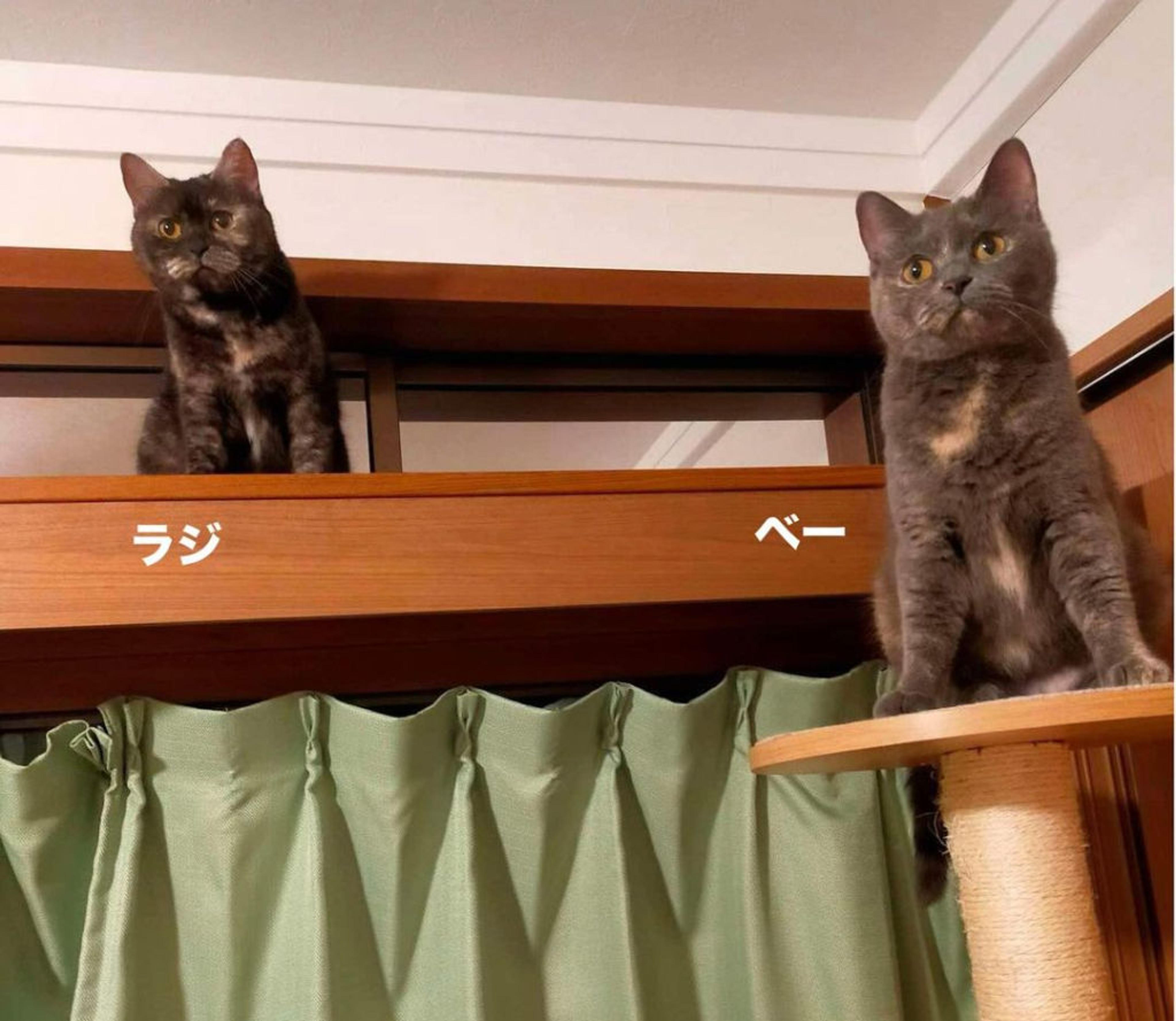 pet-image-2
