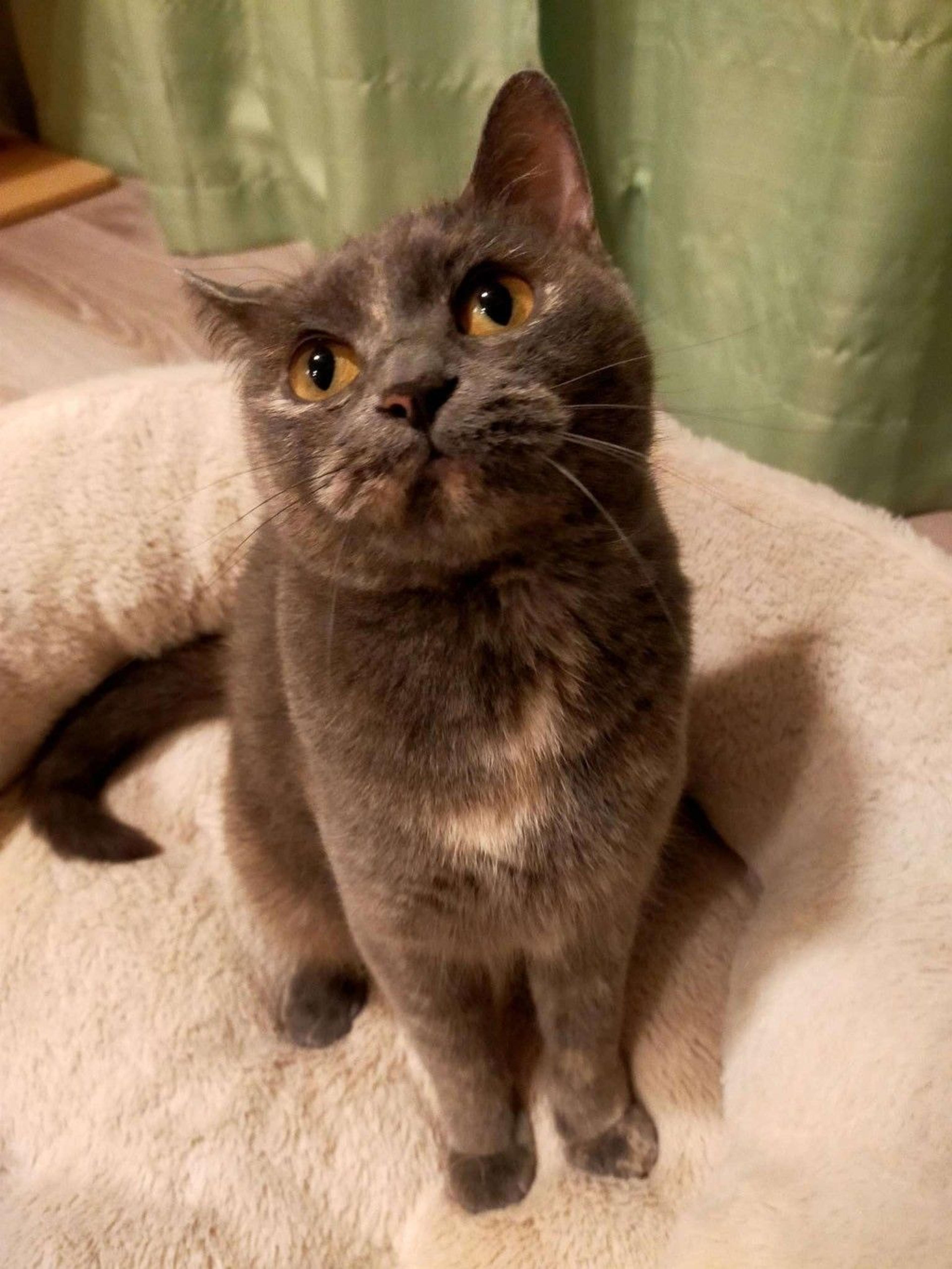 pet-image-3