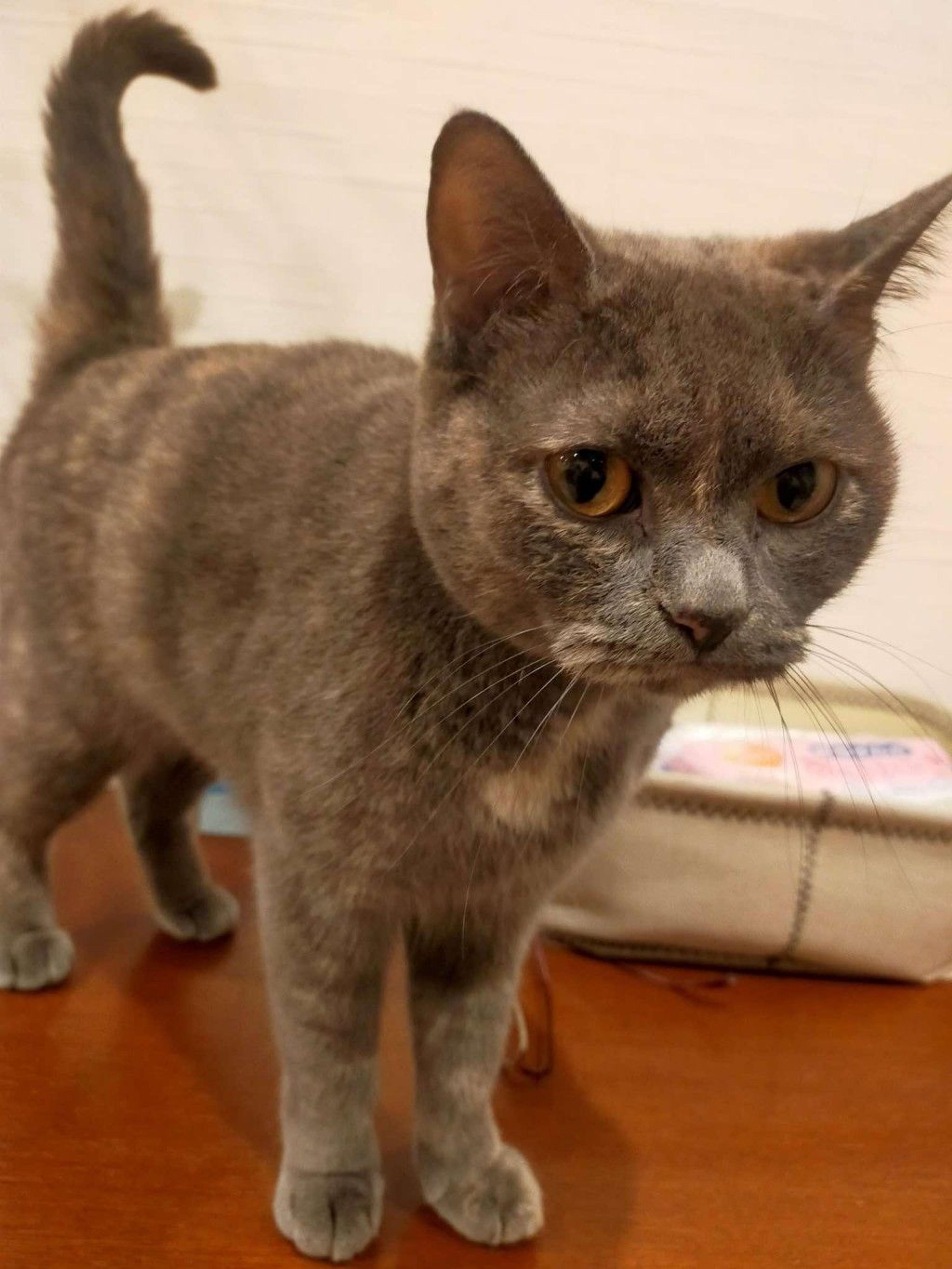 pet-image-4