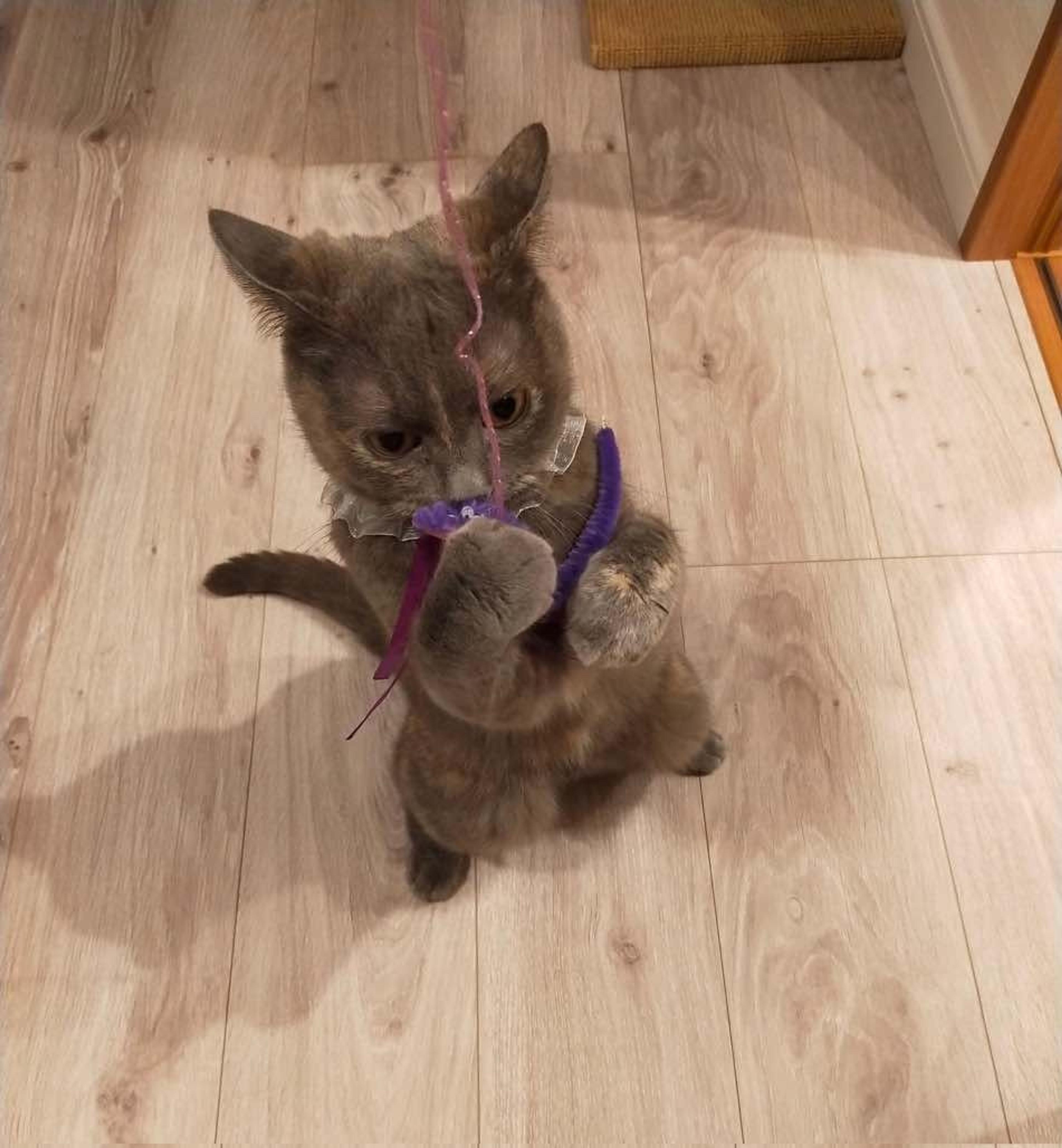 pet-image-6