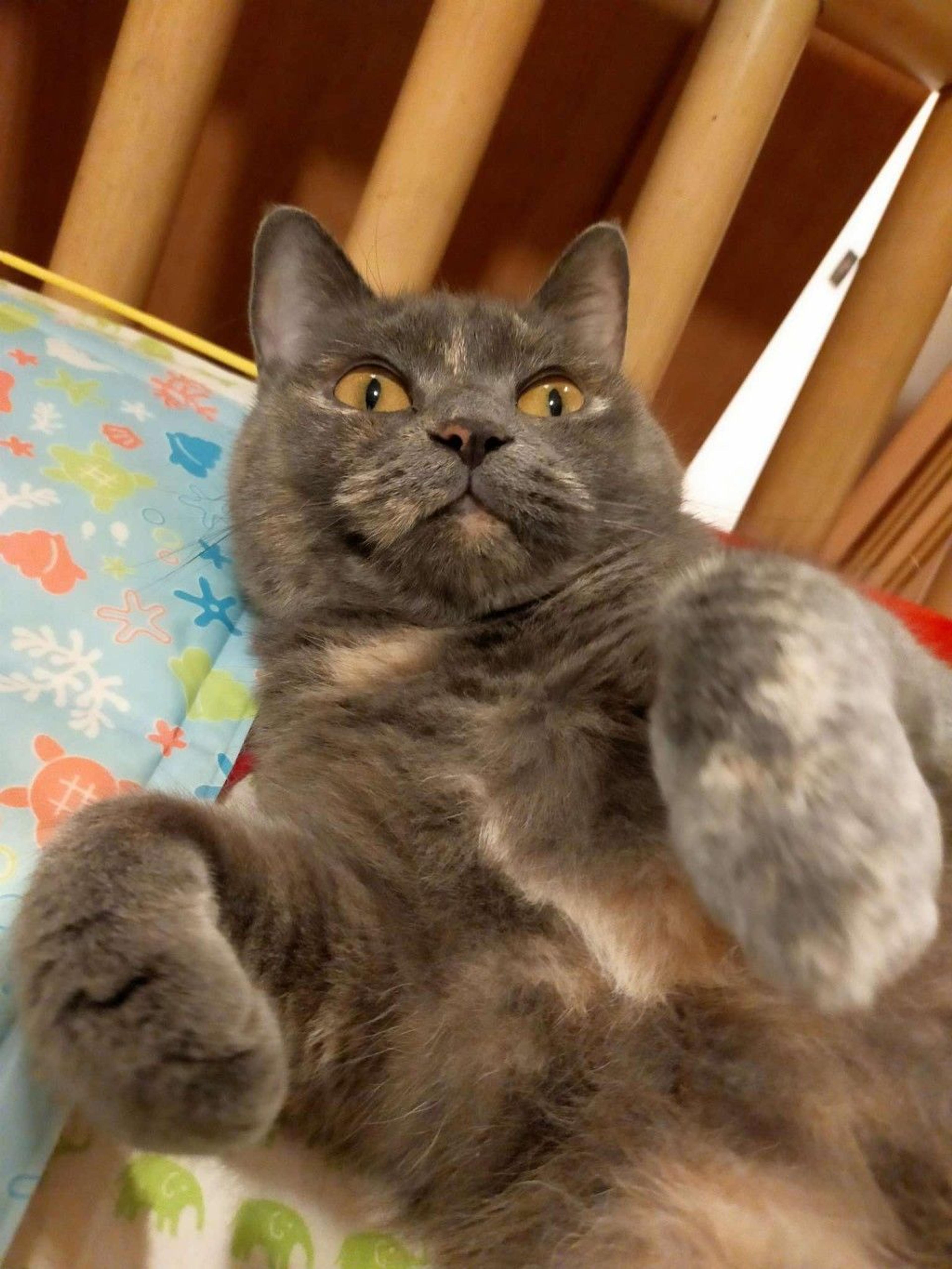 pet-image-7