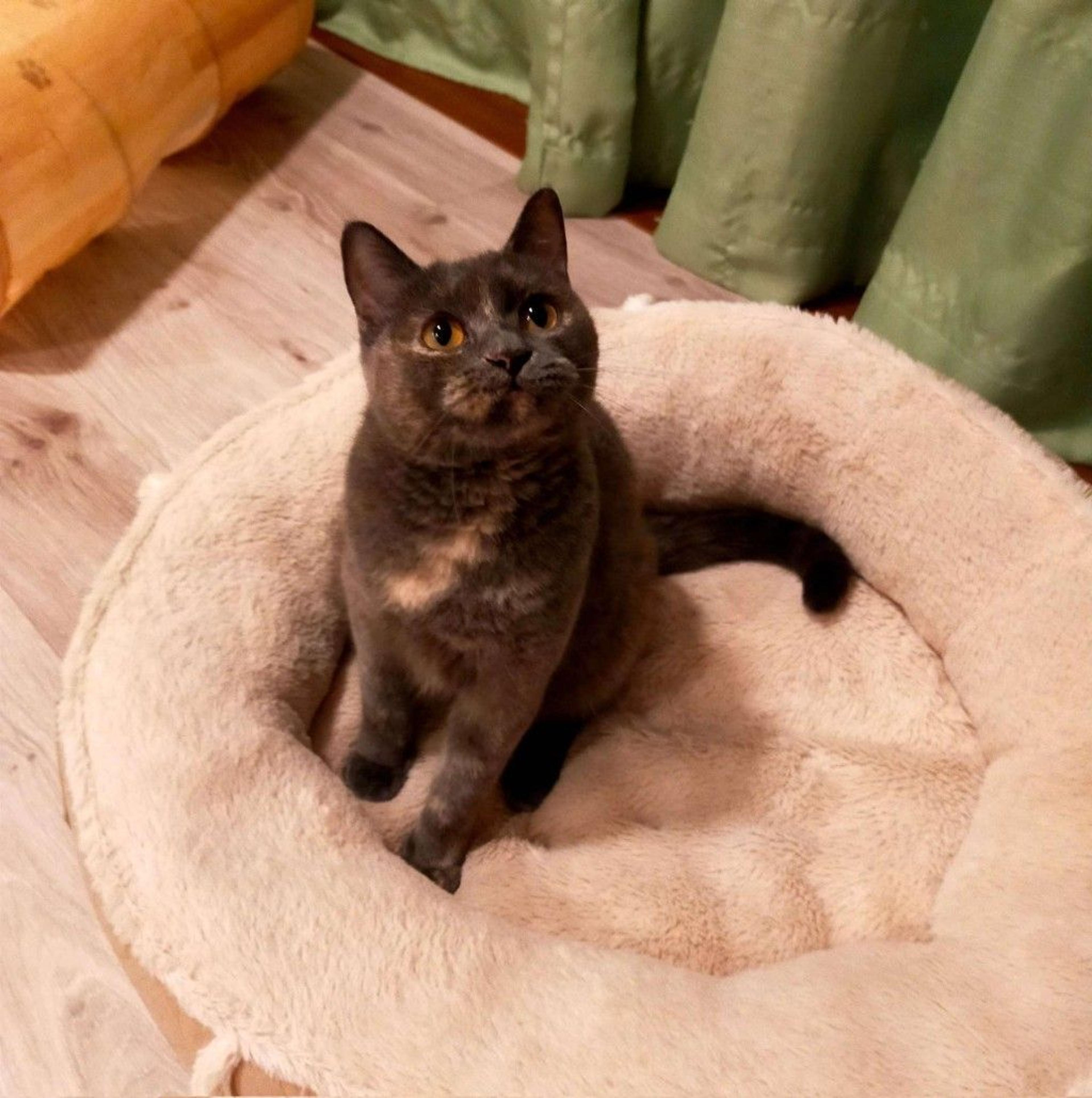 pet-image-8