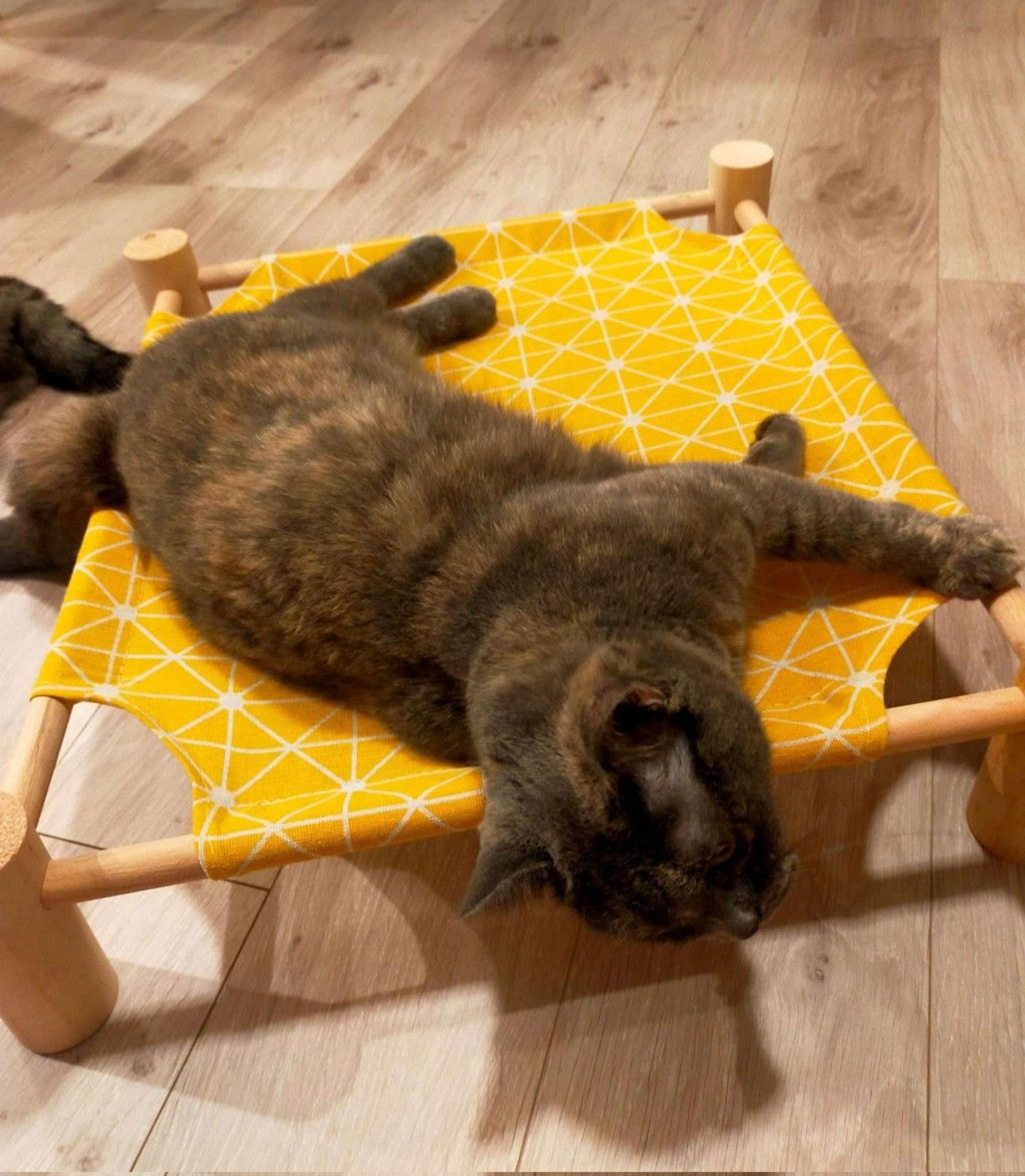pet-image-9