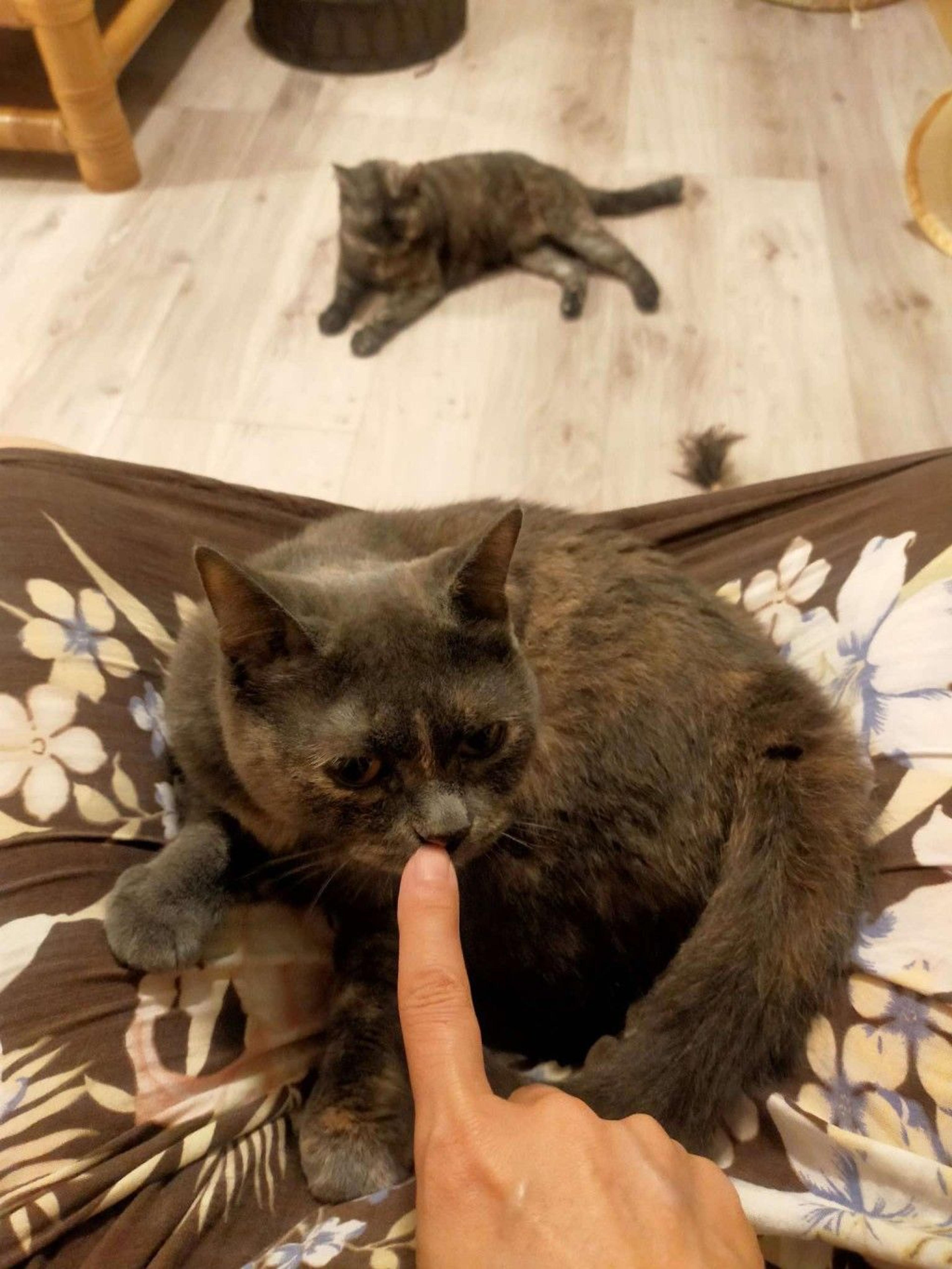 pet-image-10