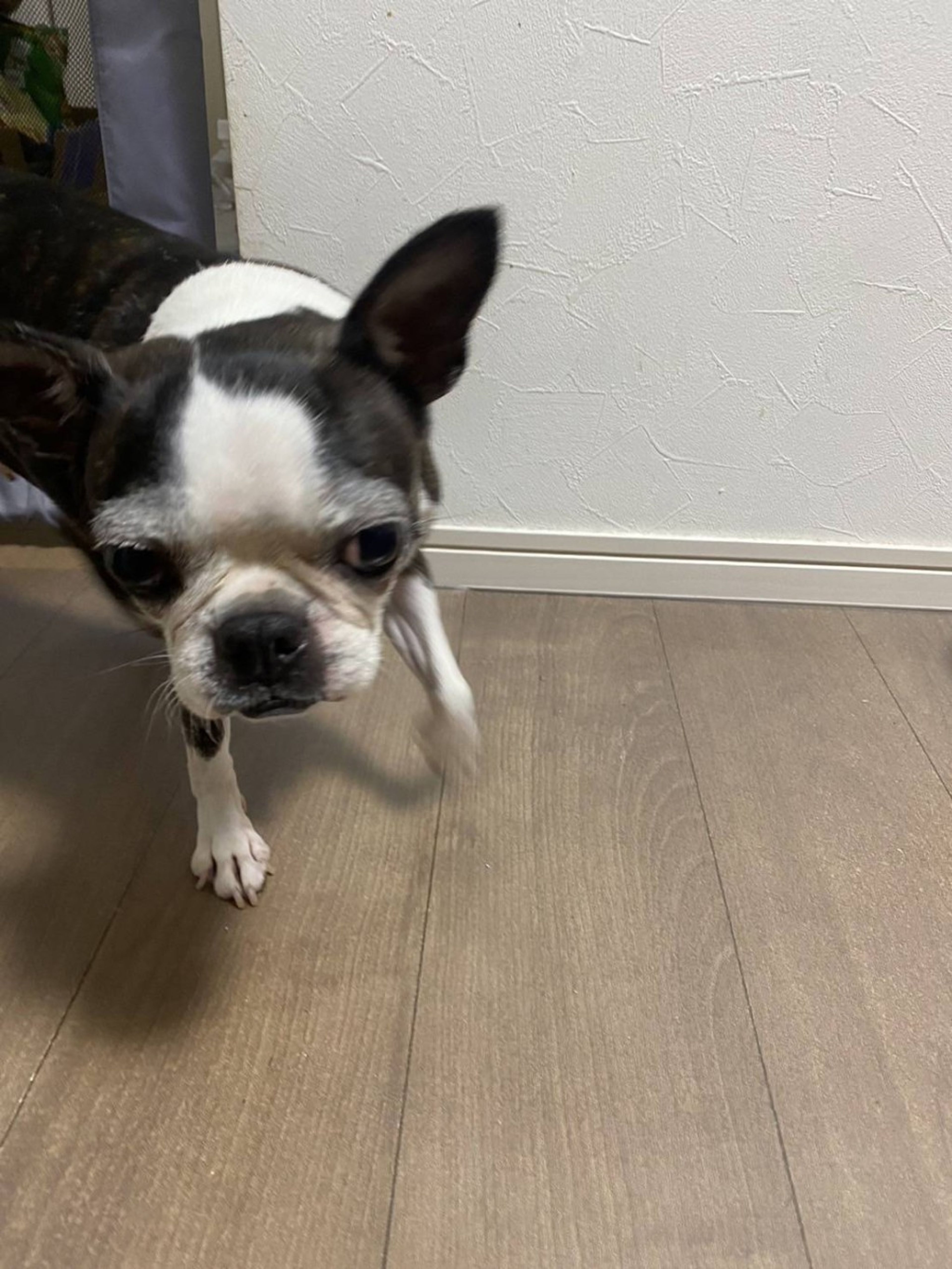 pet-image-6
