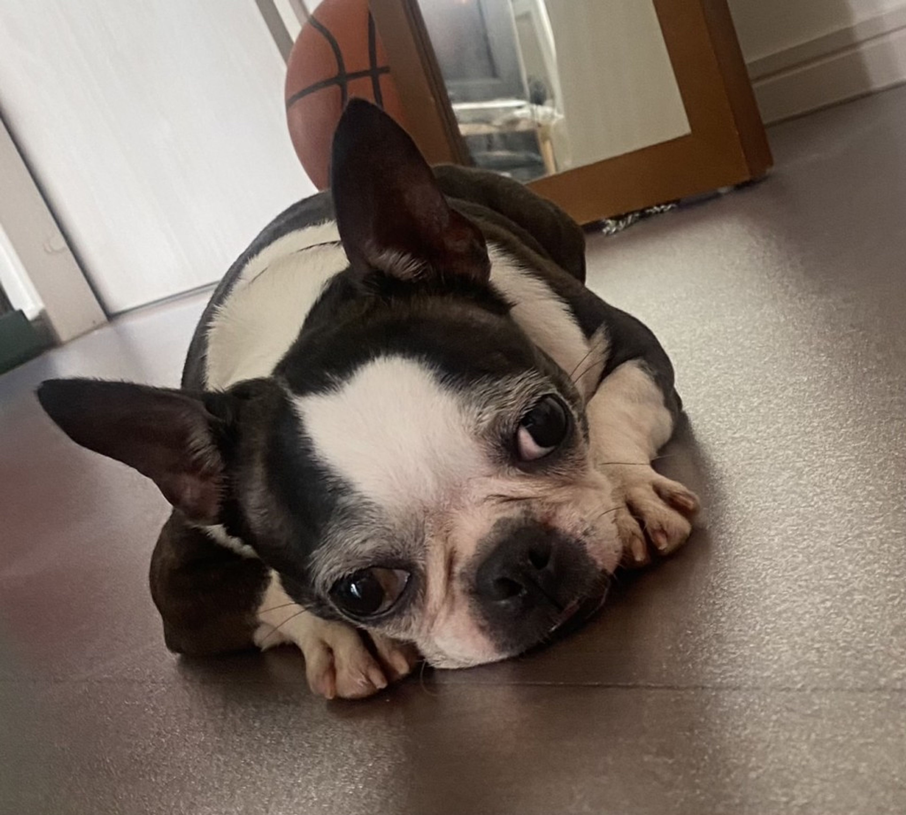 pet-image-7