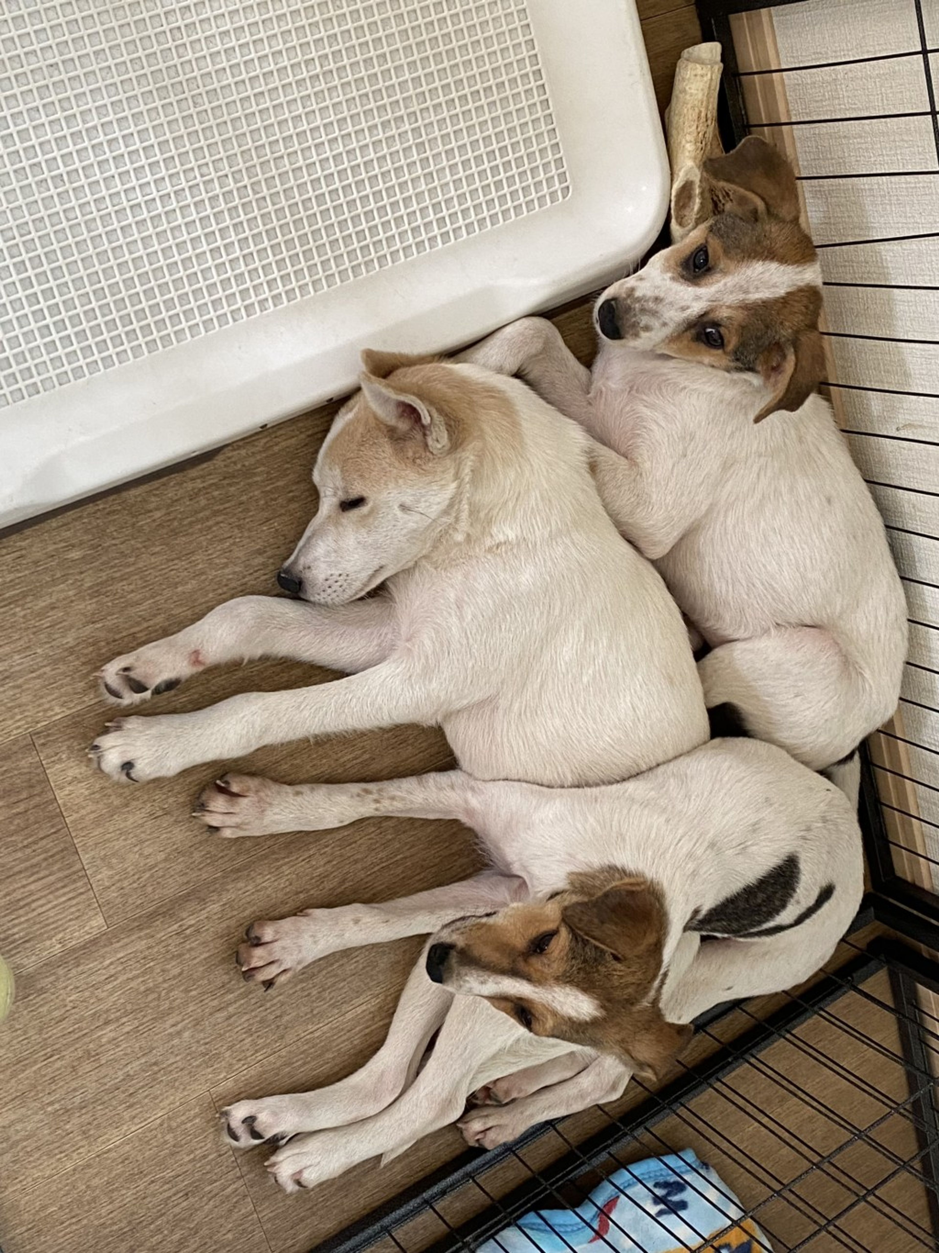 pet-image-2