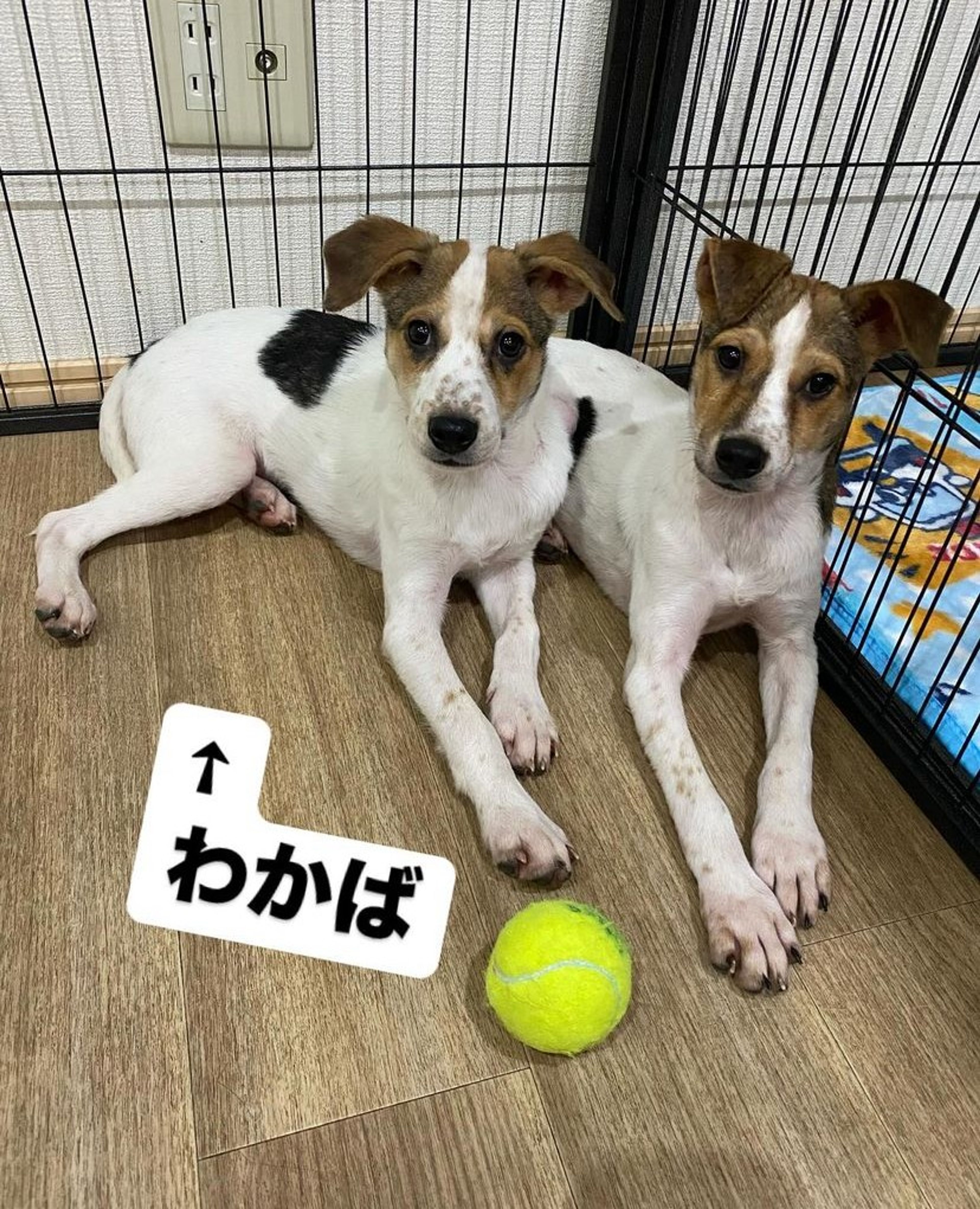 雑種（ミックス犬）・オスの里親募集の写真