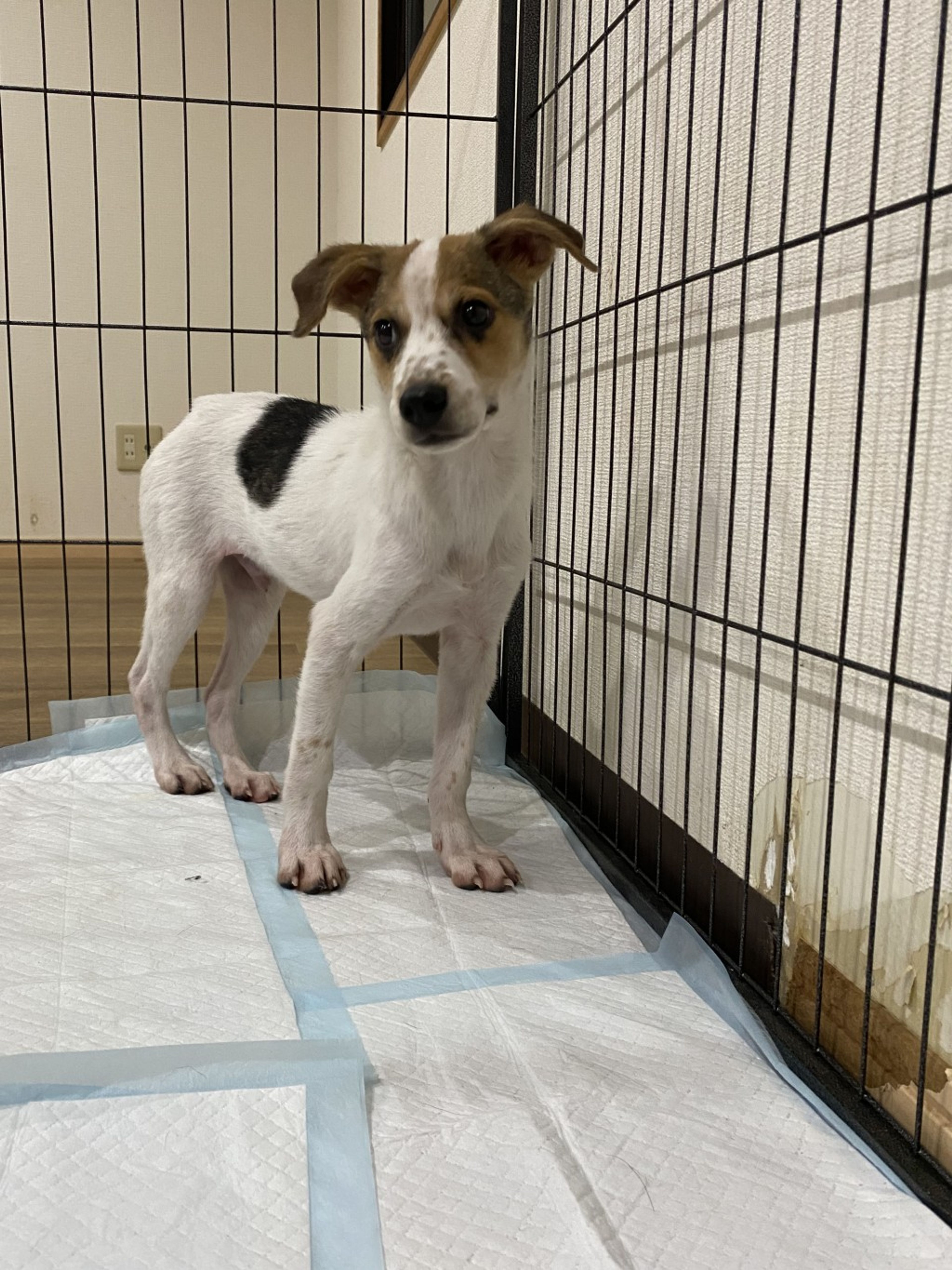 pet-image-3