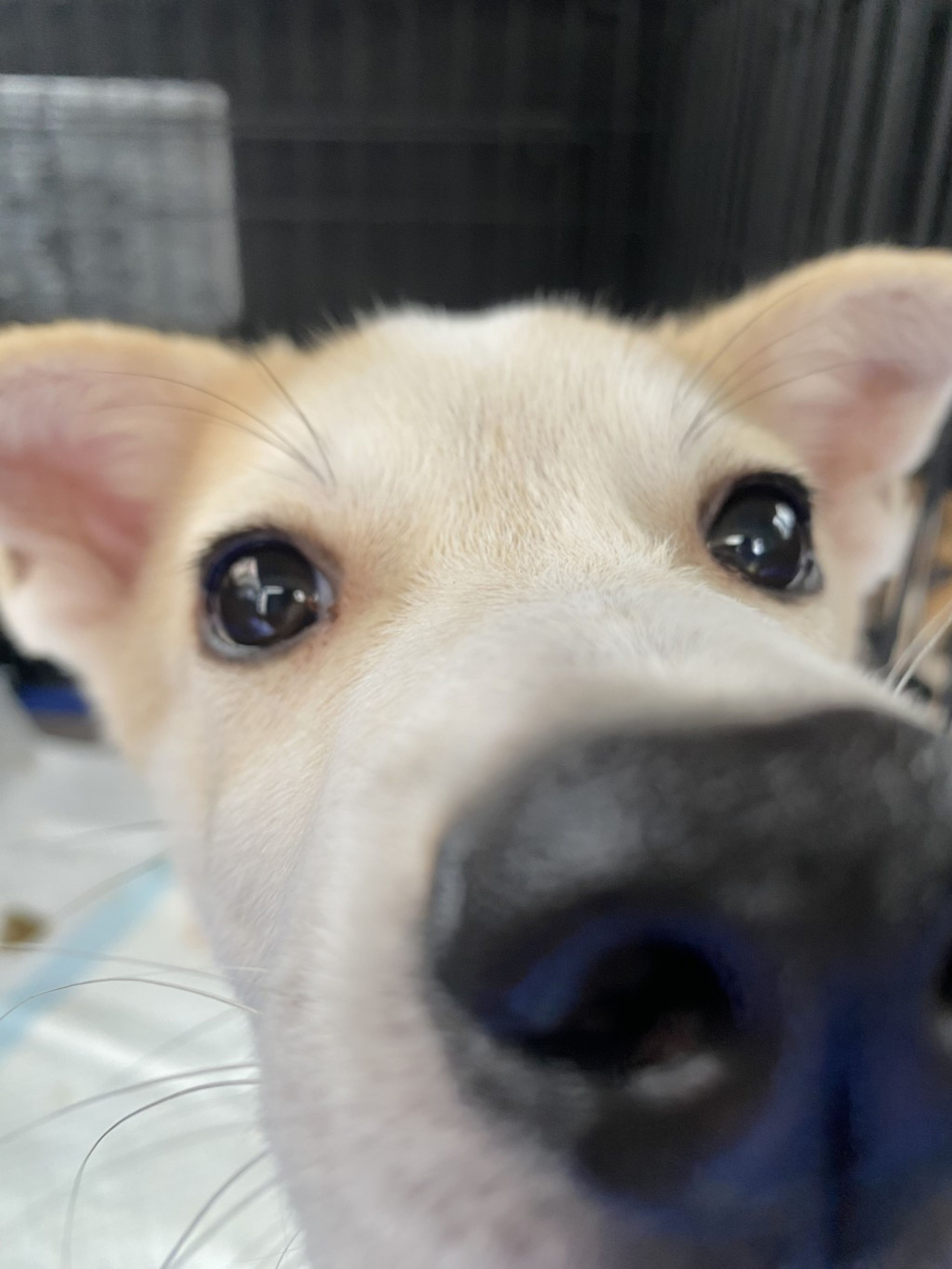 雑種（ミックス犬）・メスの里親募集の写真