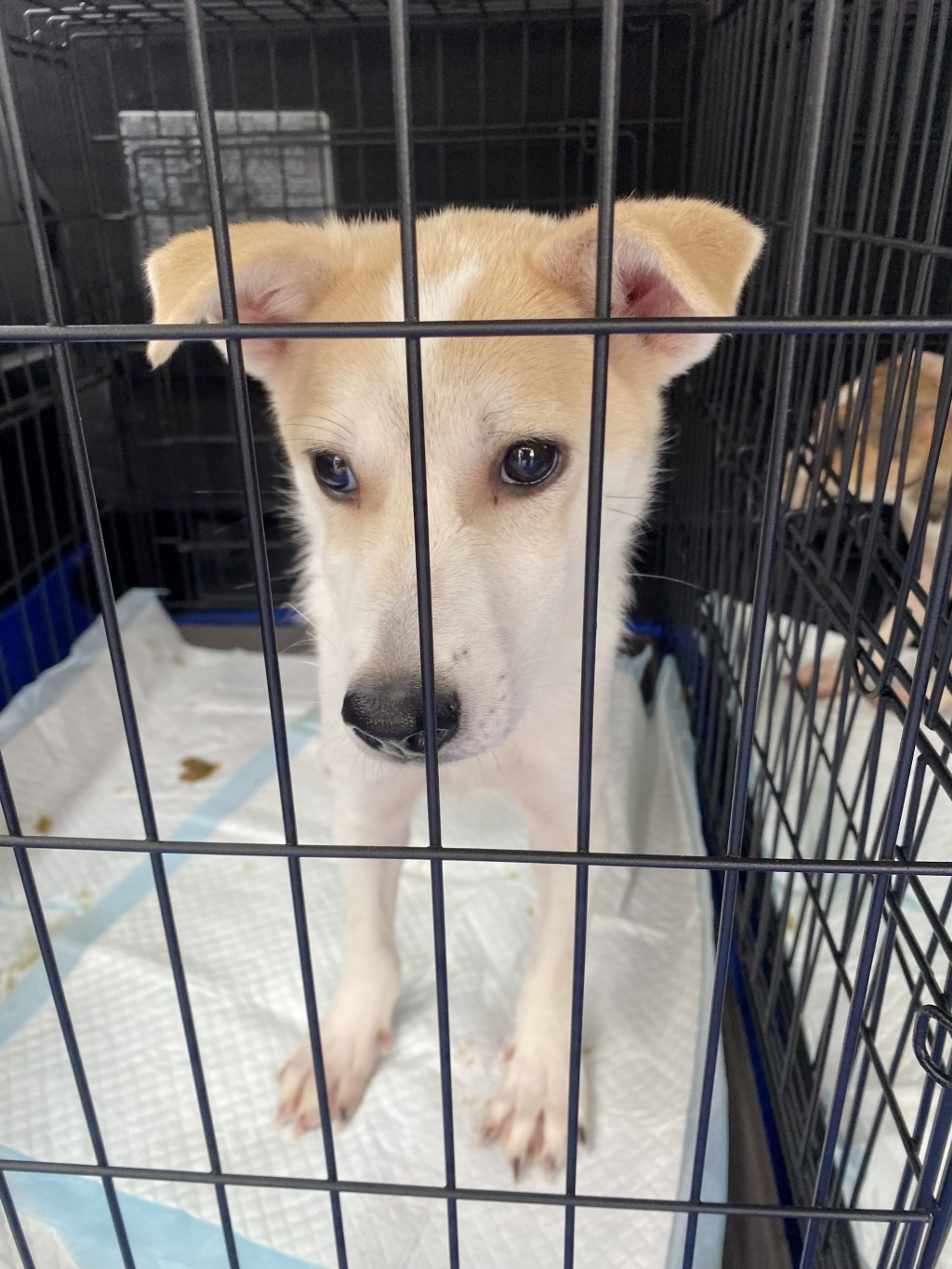 pet-image-2