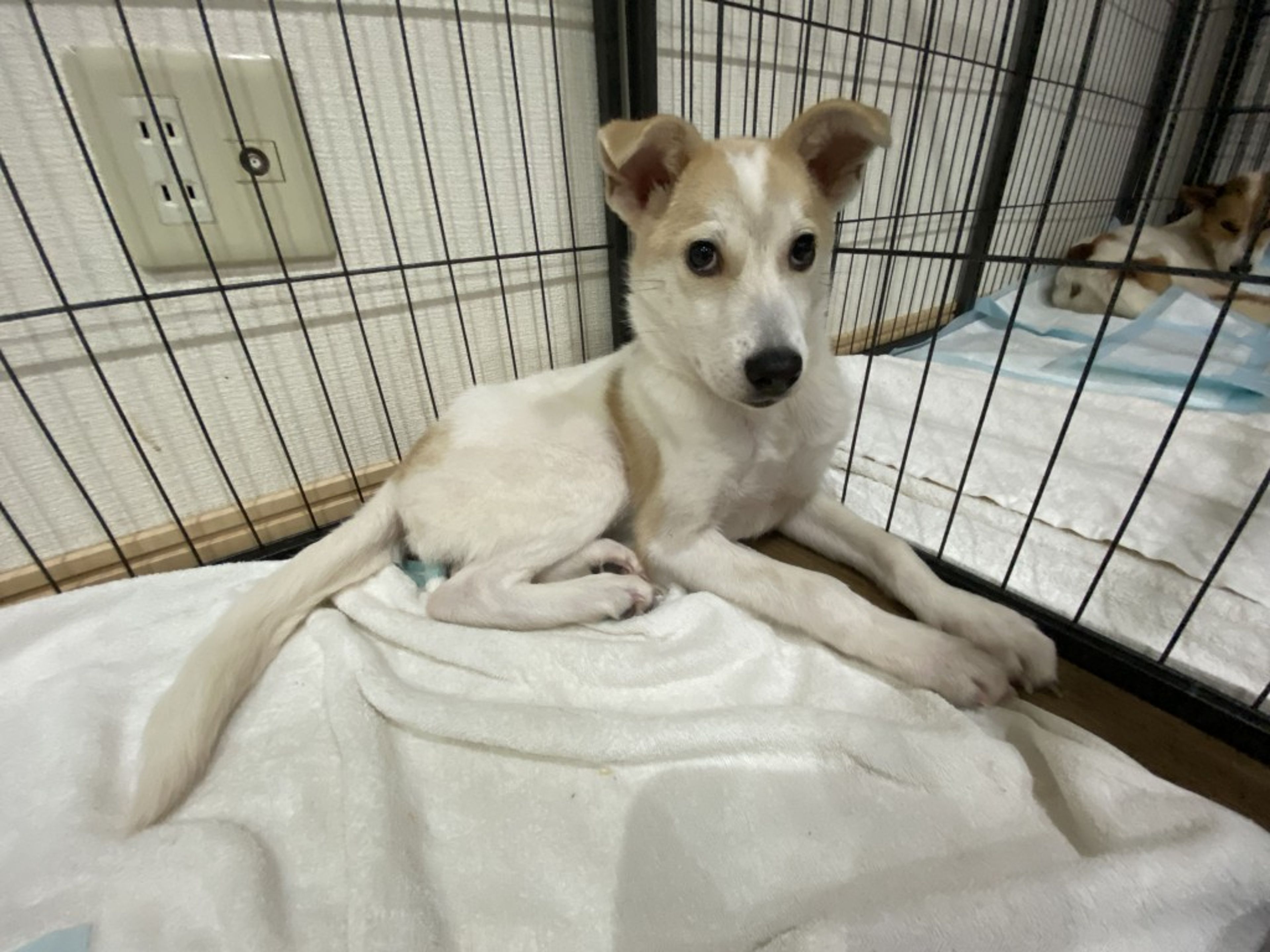 pet-image-3