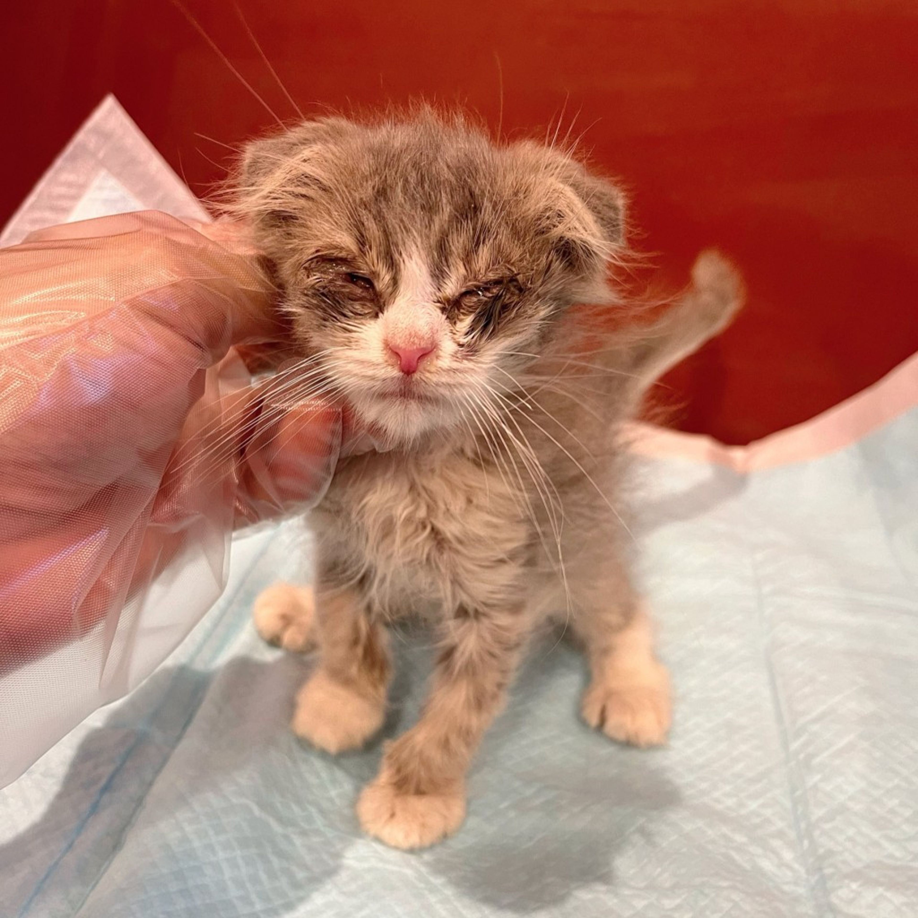 pet-image-8