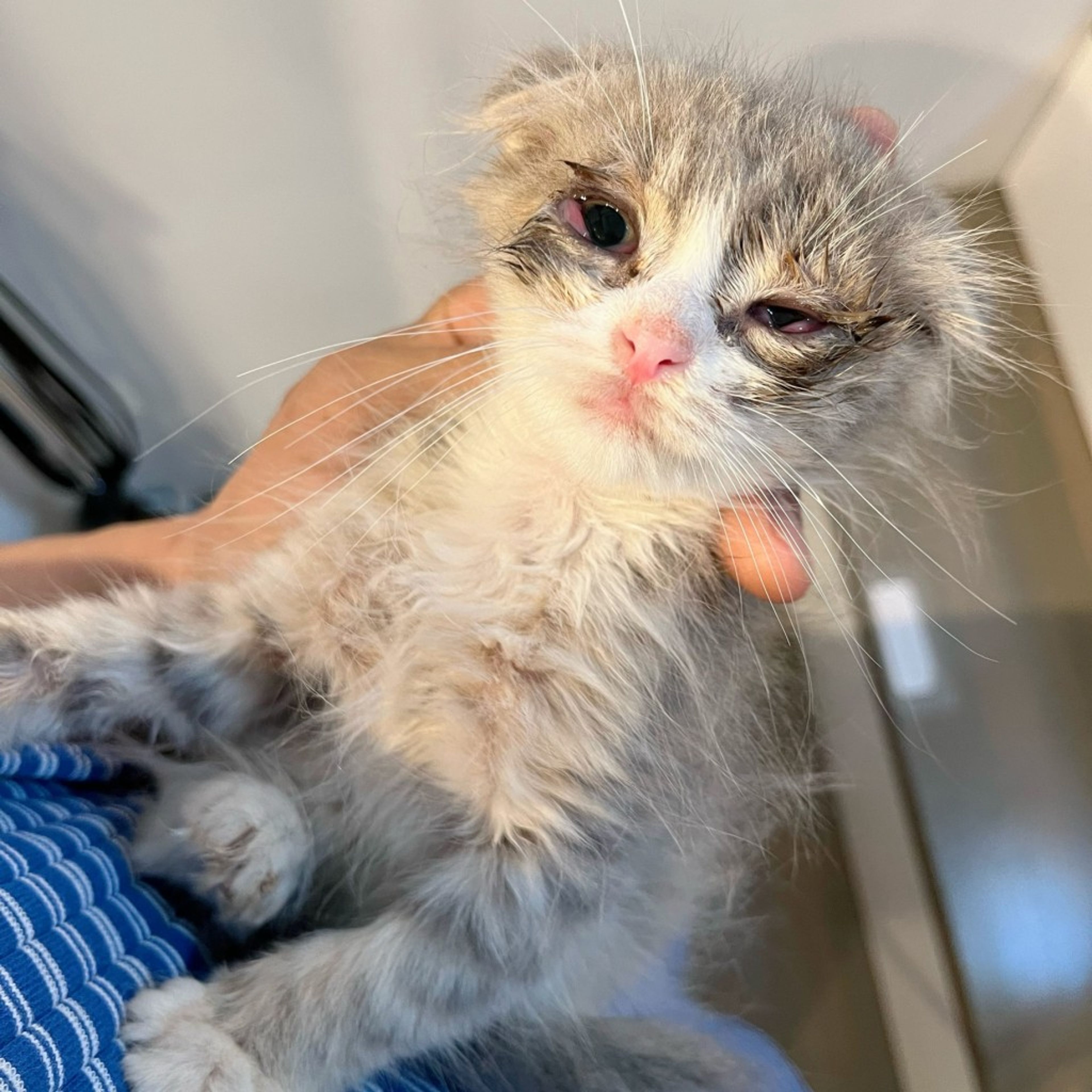 pet-image-9