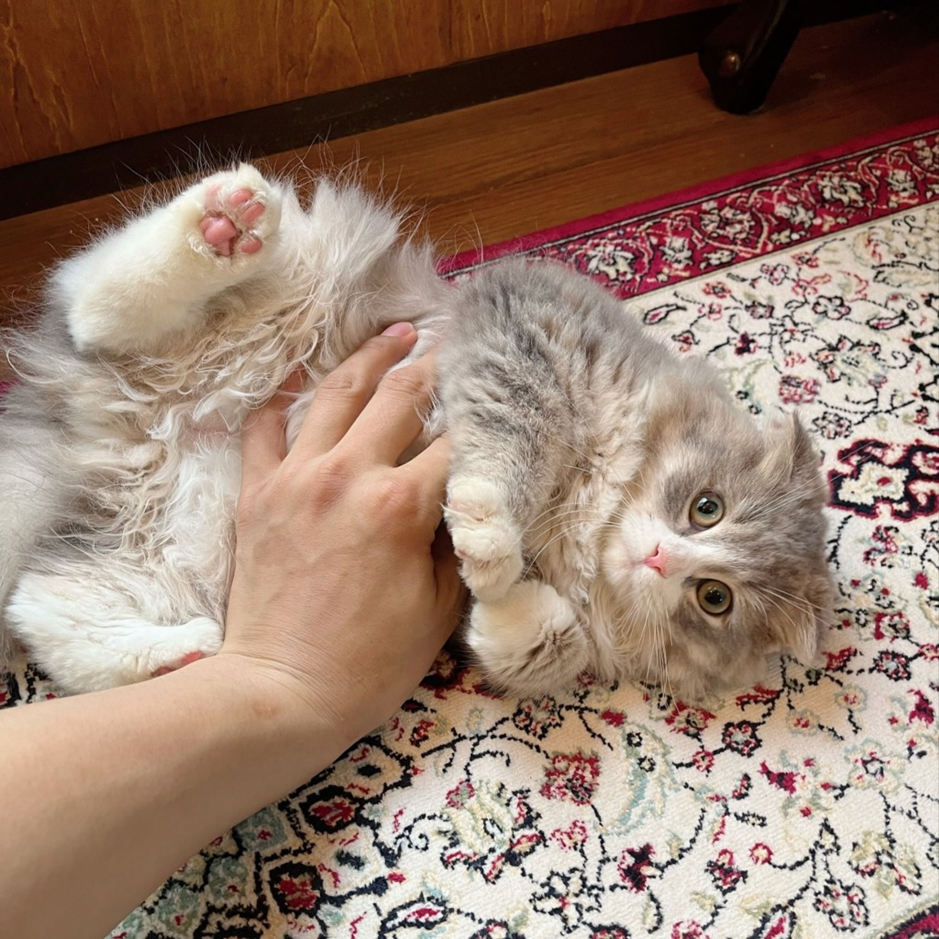 pet-image-3