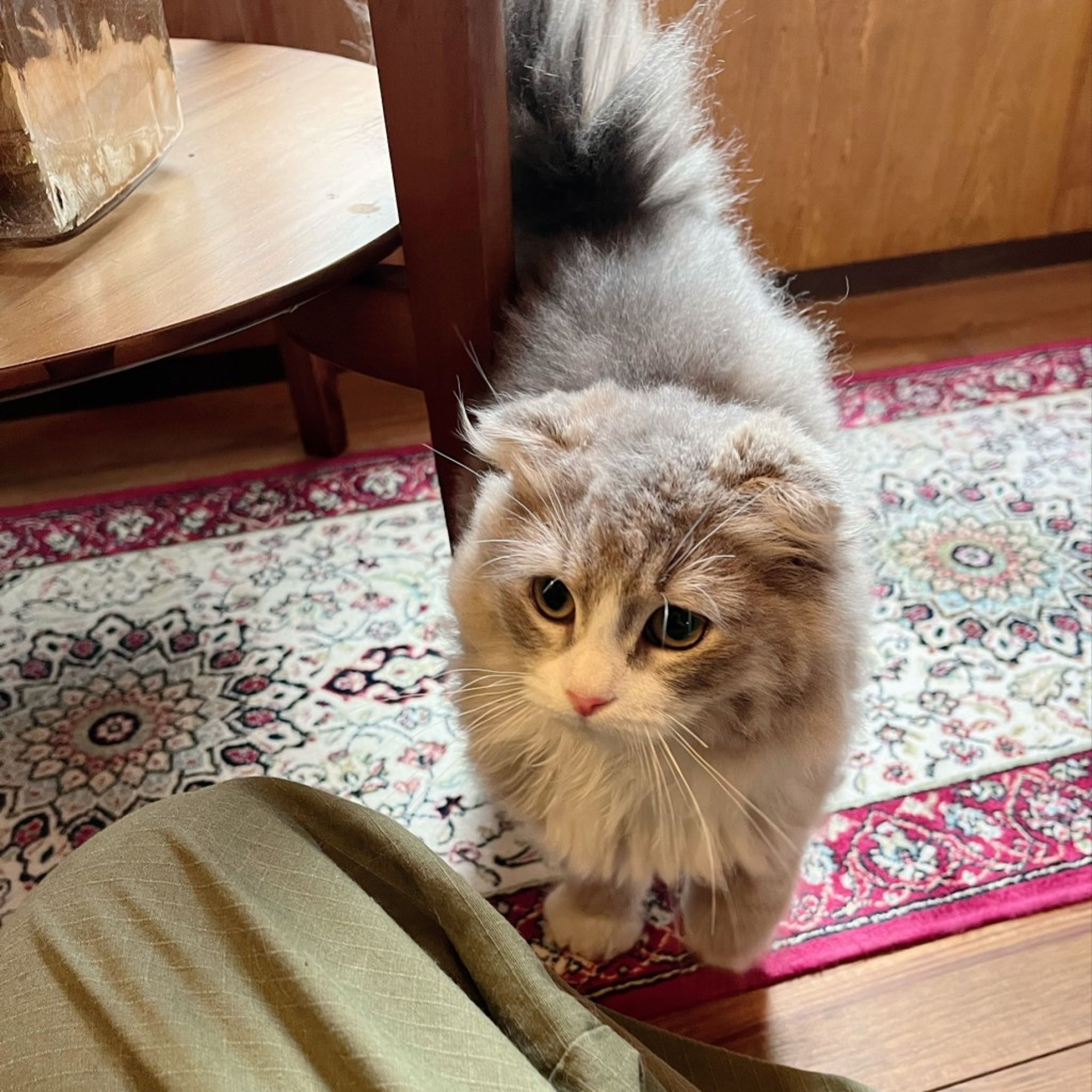 pet-image-4