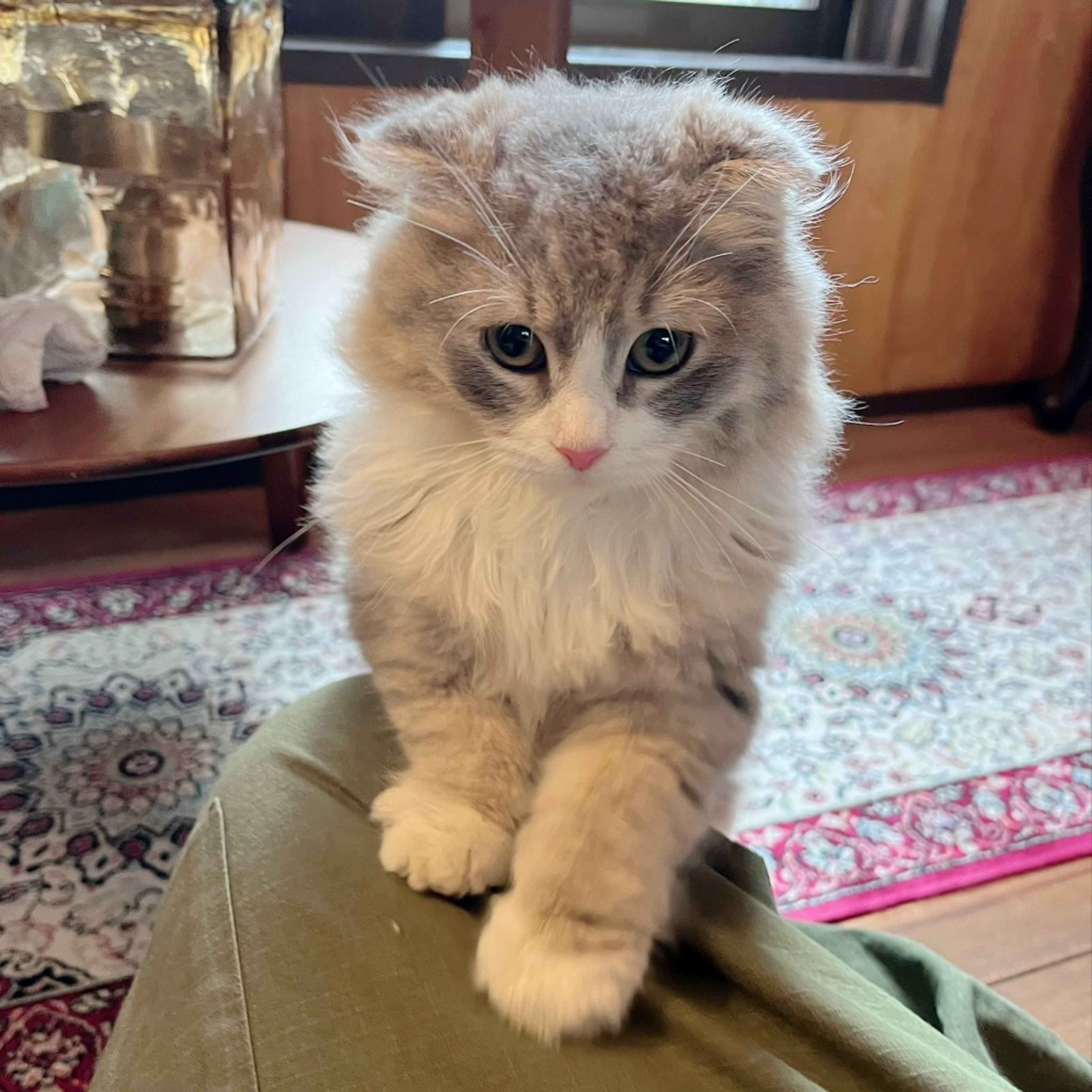 pet-image-5