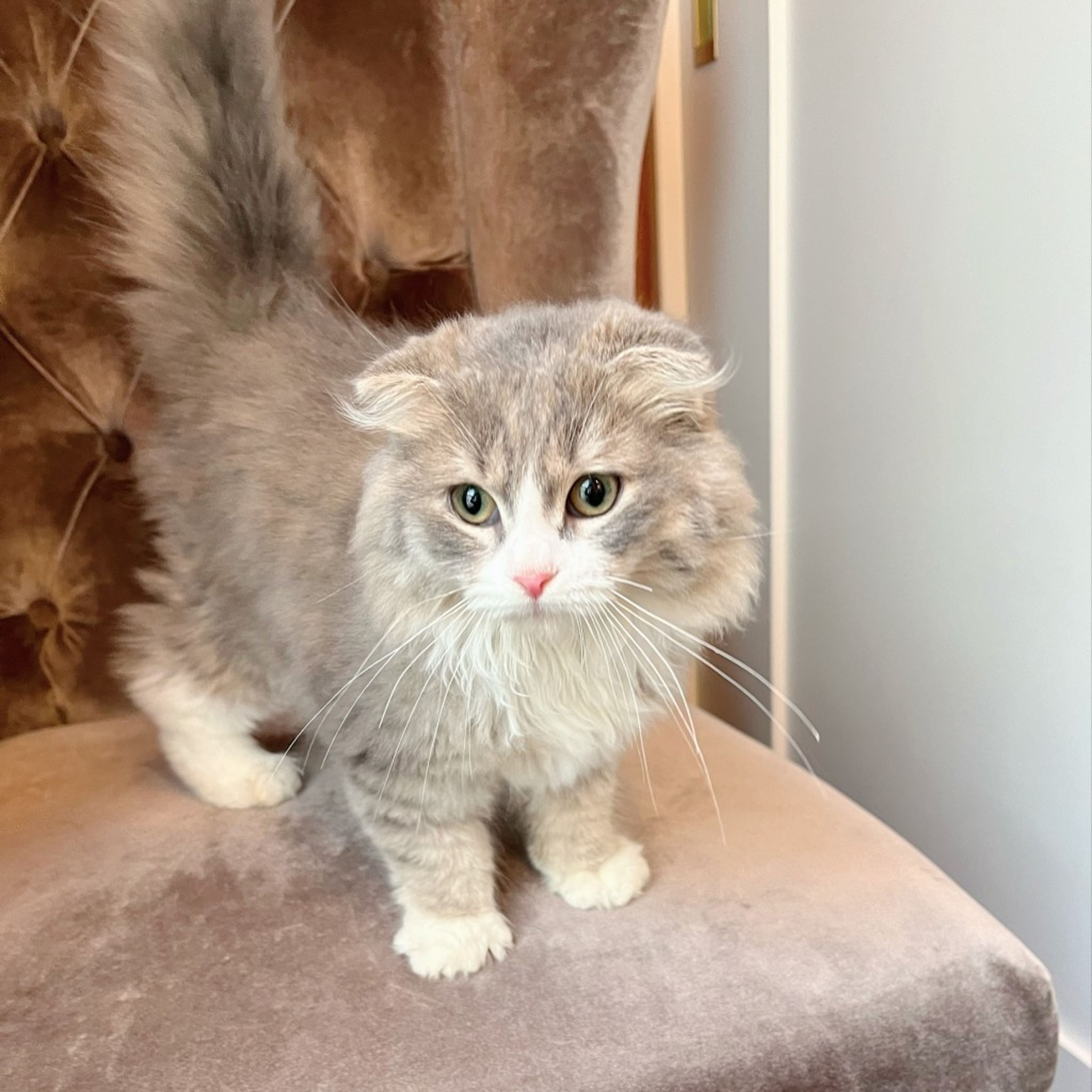 pet-image-6