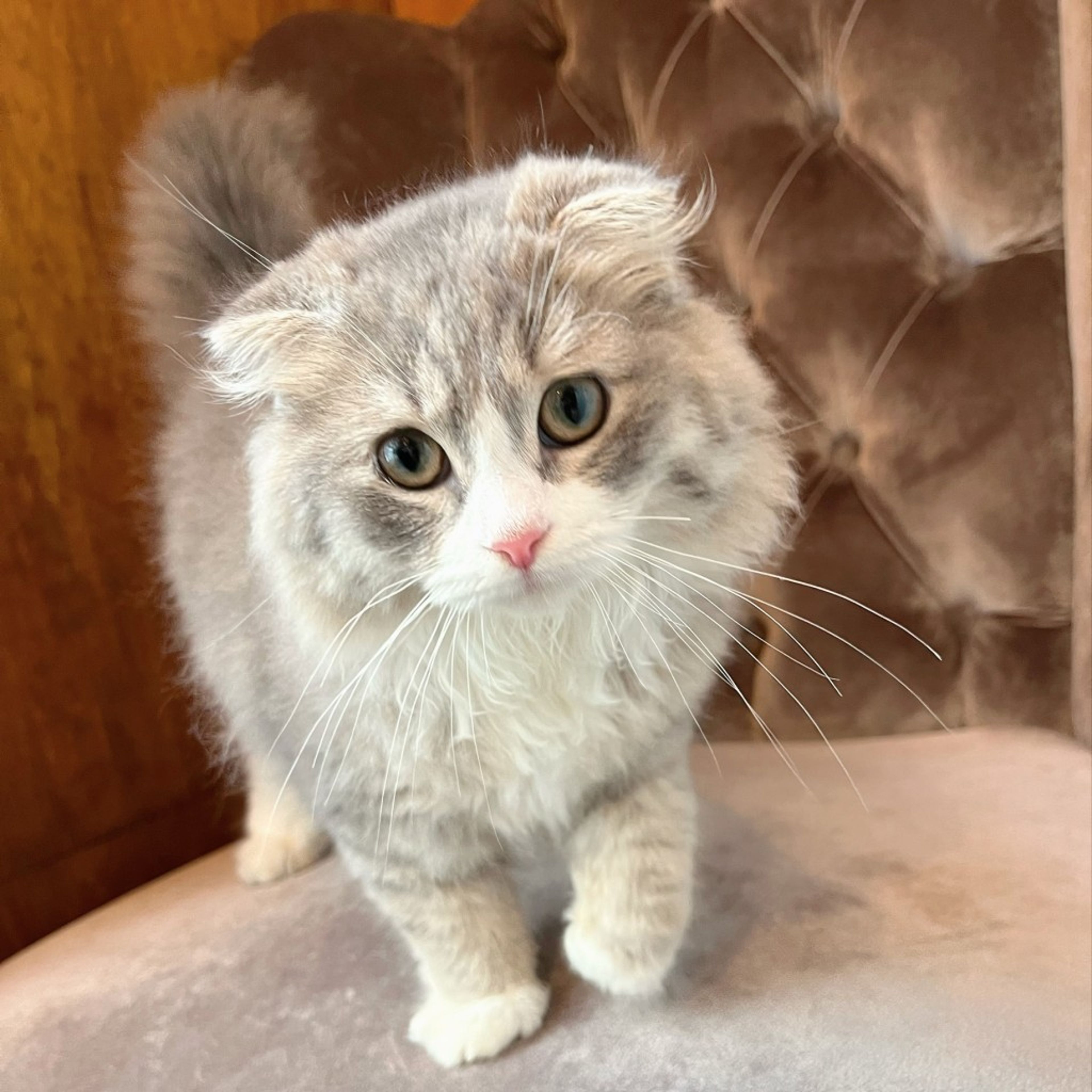 スコティッシュフォールド・オスの里親募集の写真