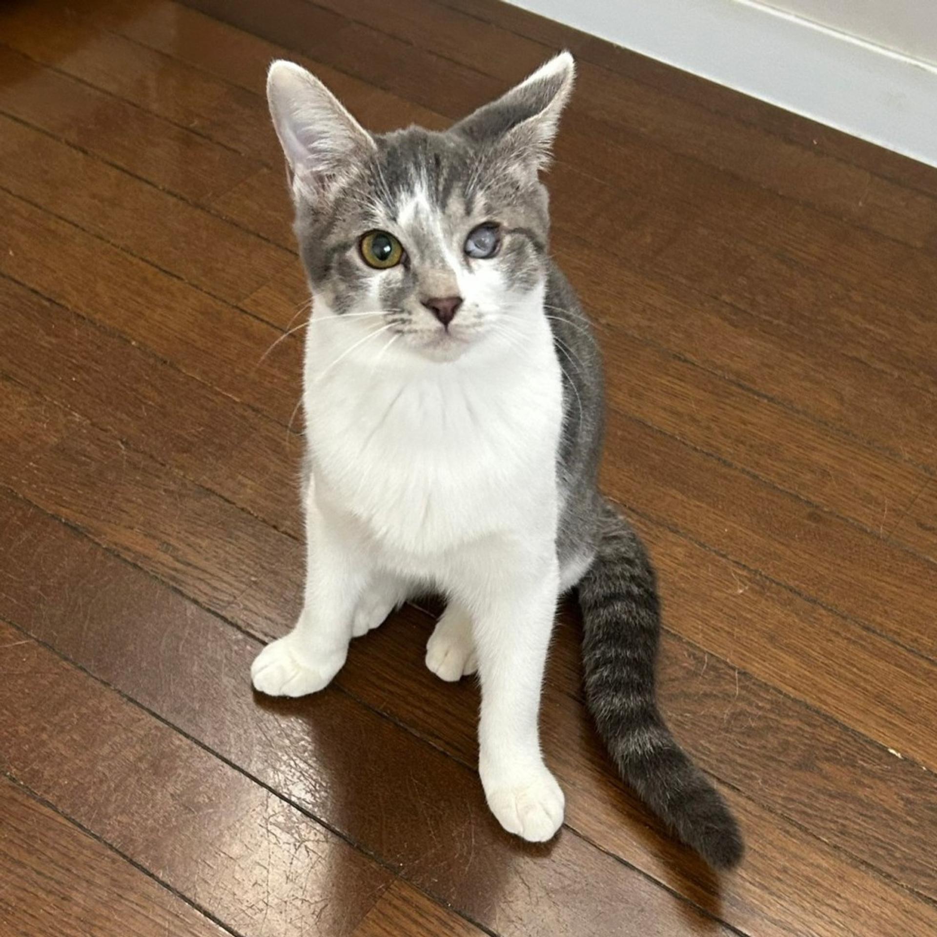 pet-image-4