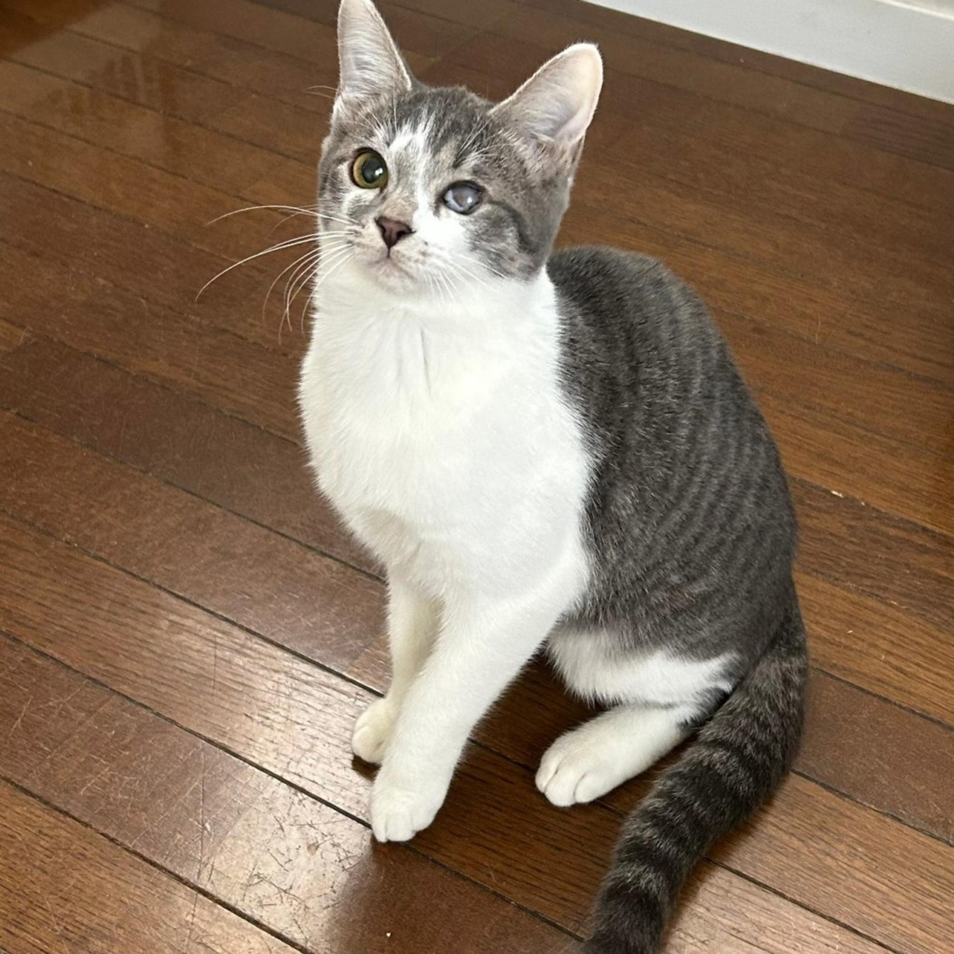 pet-image-5