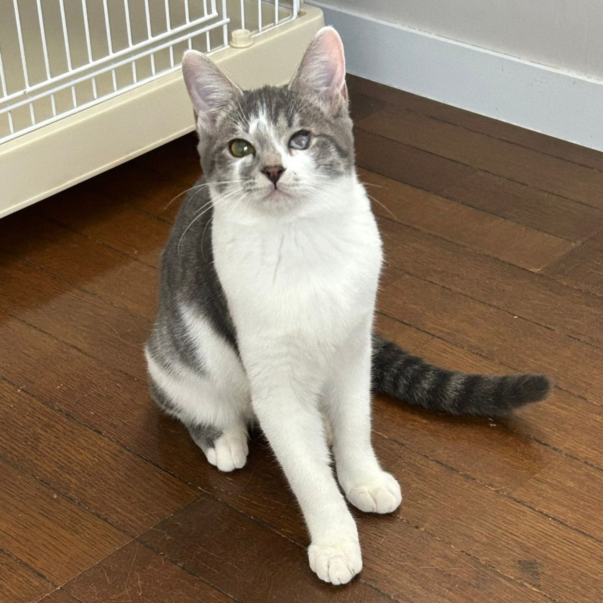 雑種（ミックス猫）・メスの里親募集の写真