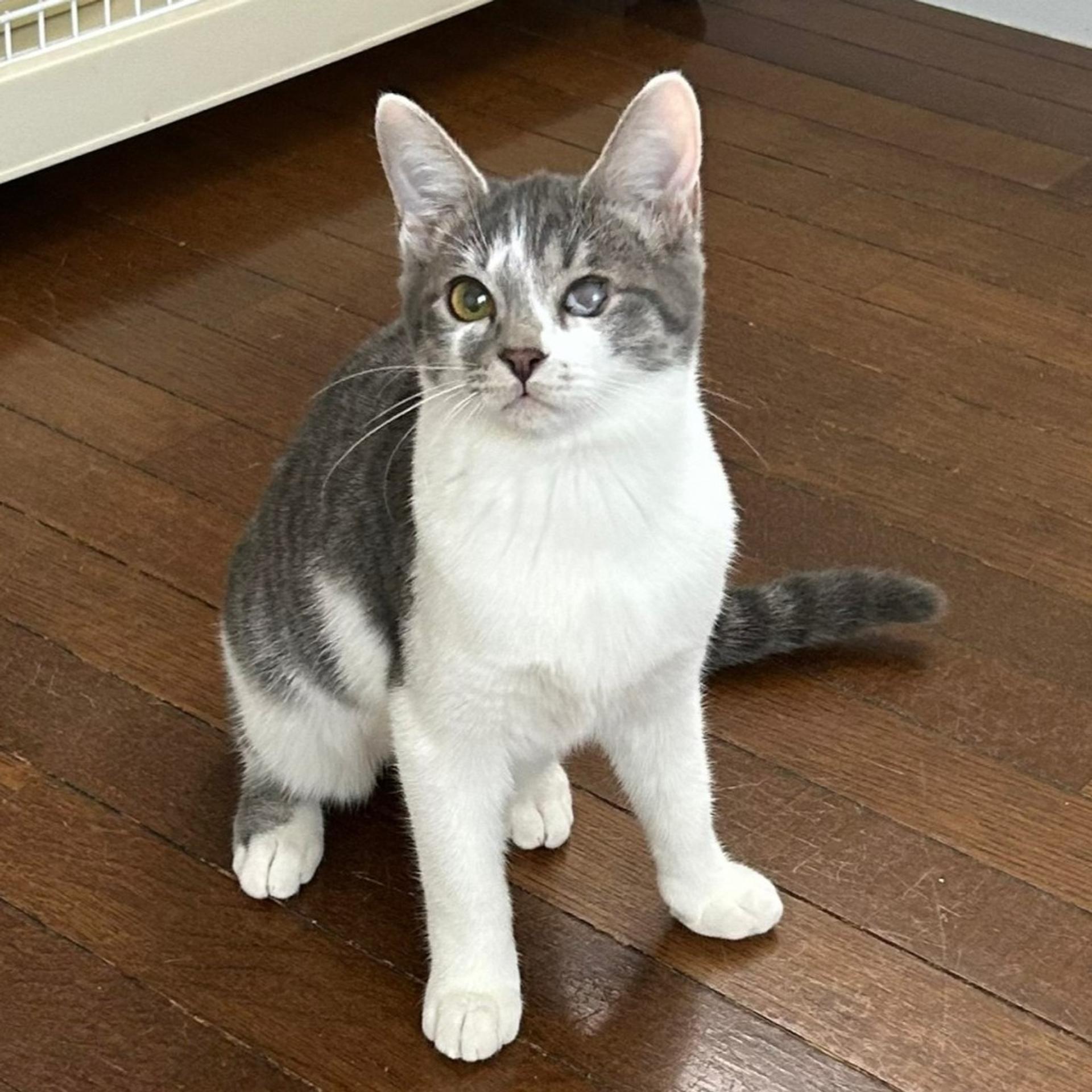 pet-image-3