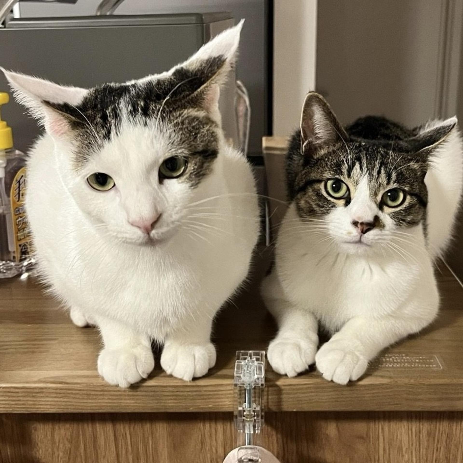 pet-image-3
