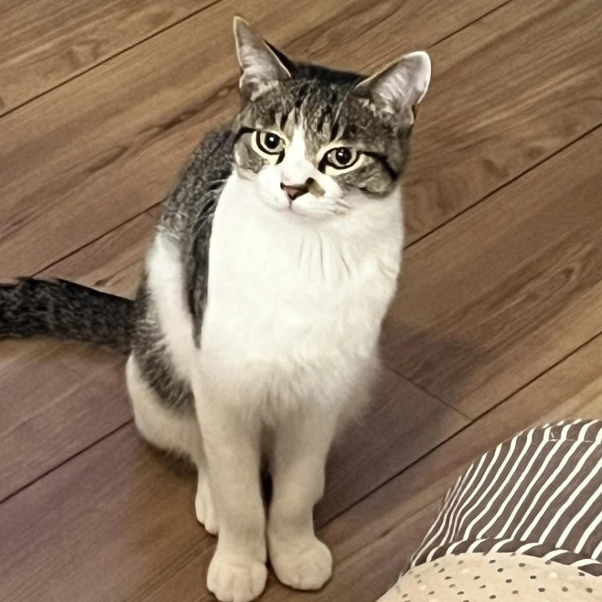 pet-image-5