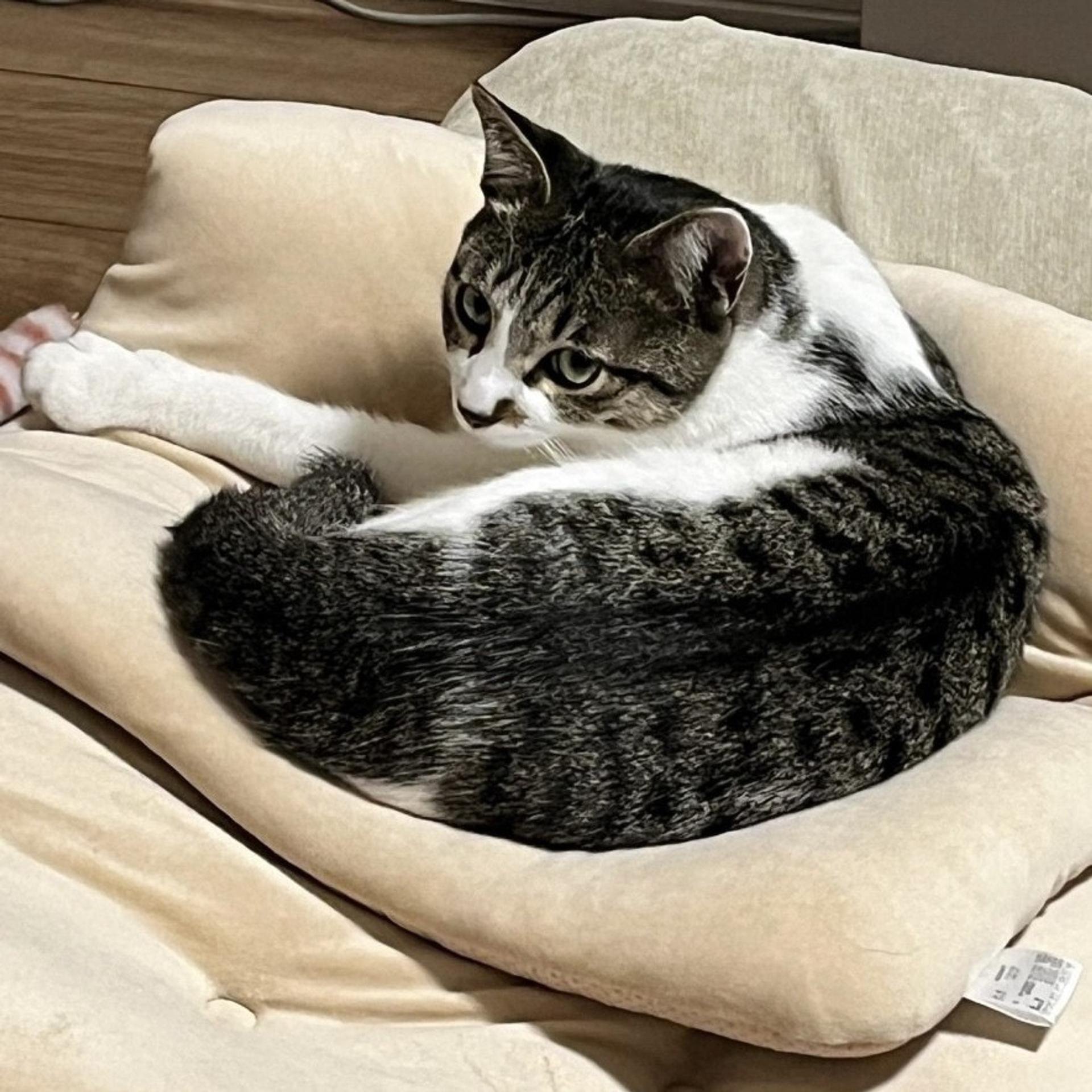 pet-image-6