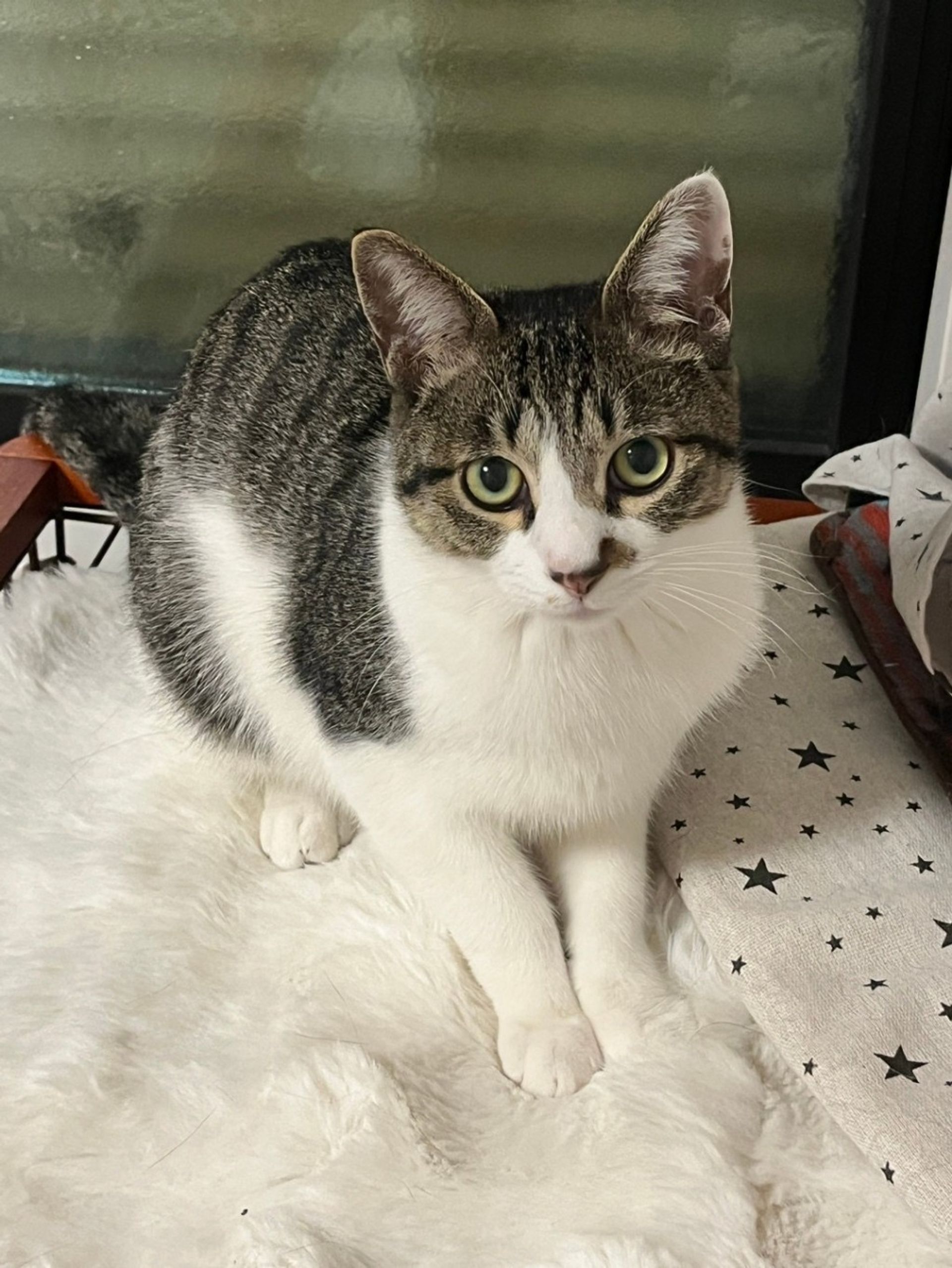 雑種（ミックス猫）・オスの里親募集の写真