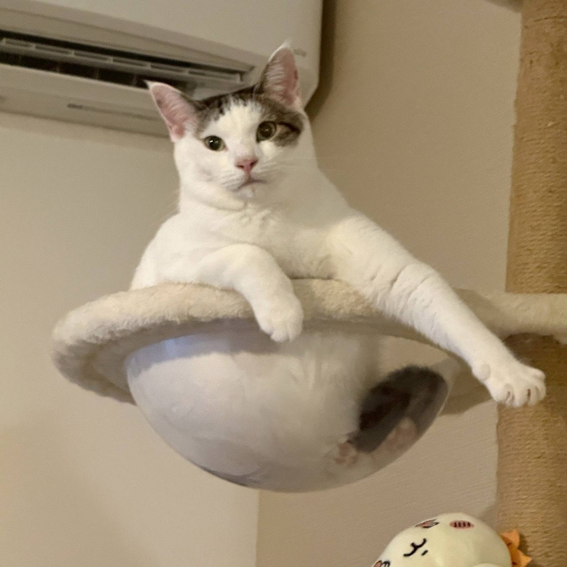 雑種（ミックス猫）・オスの里親募集の写真