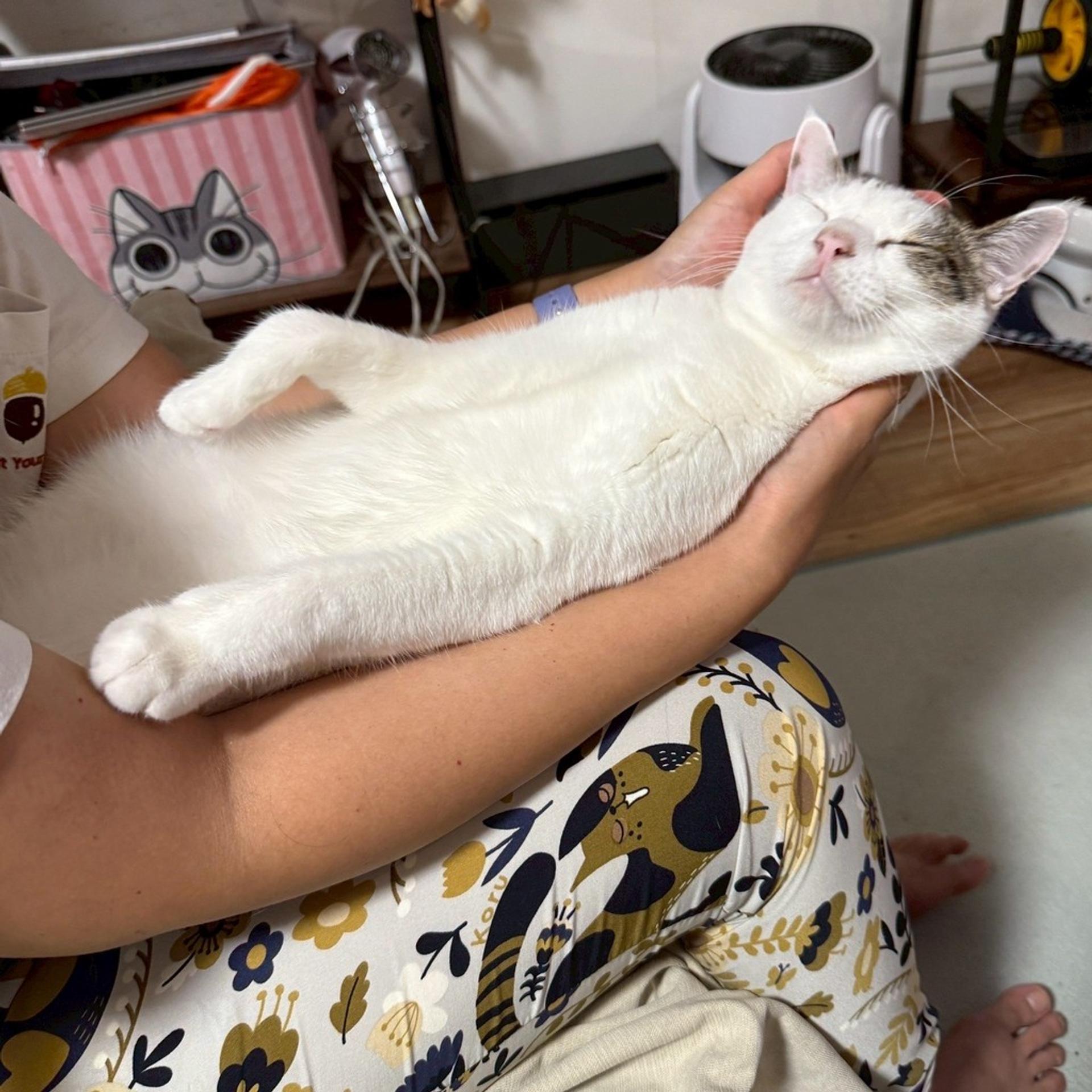 pet-image-2