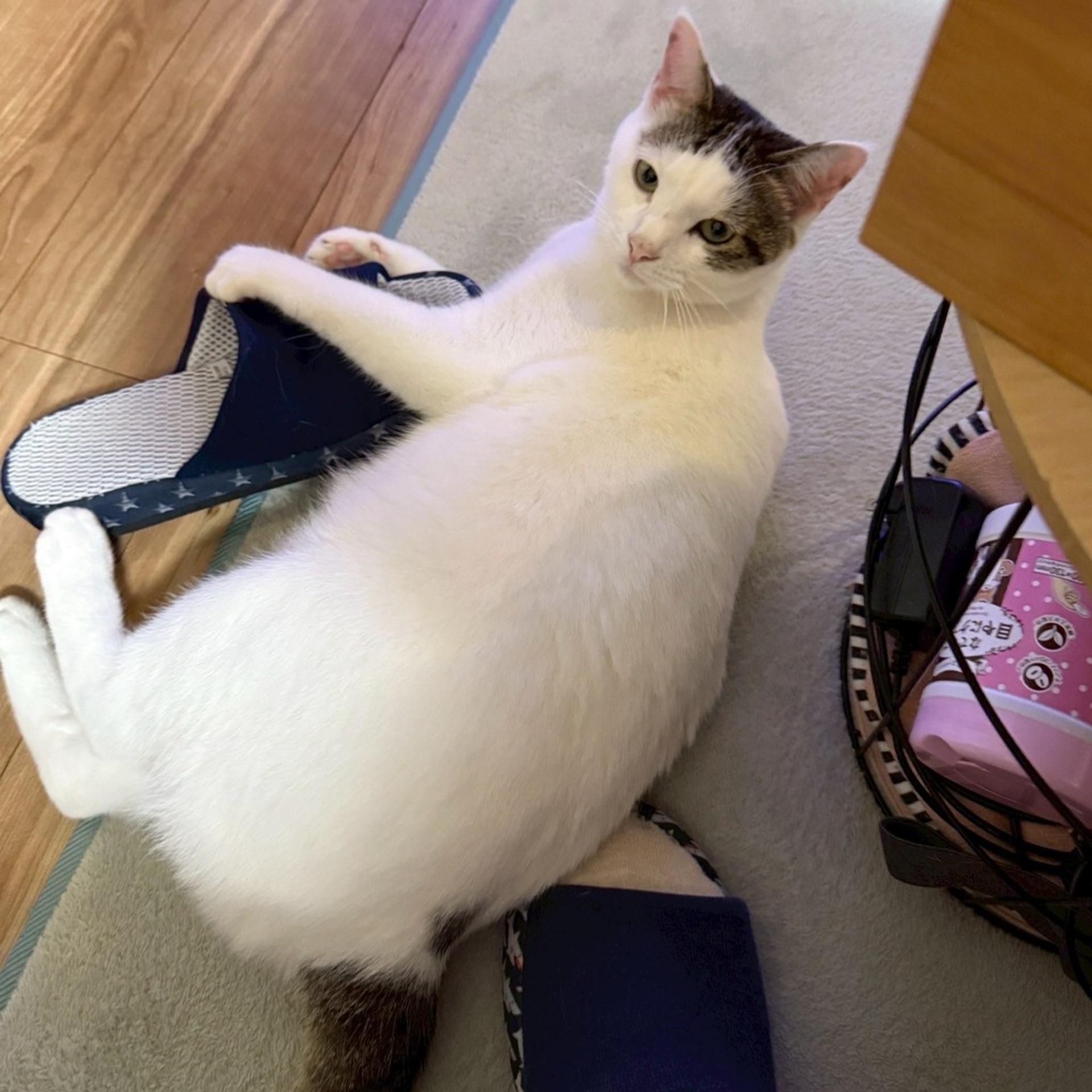 pet-image-5