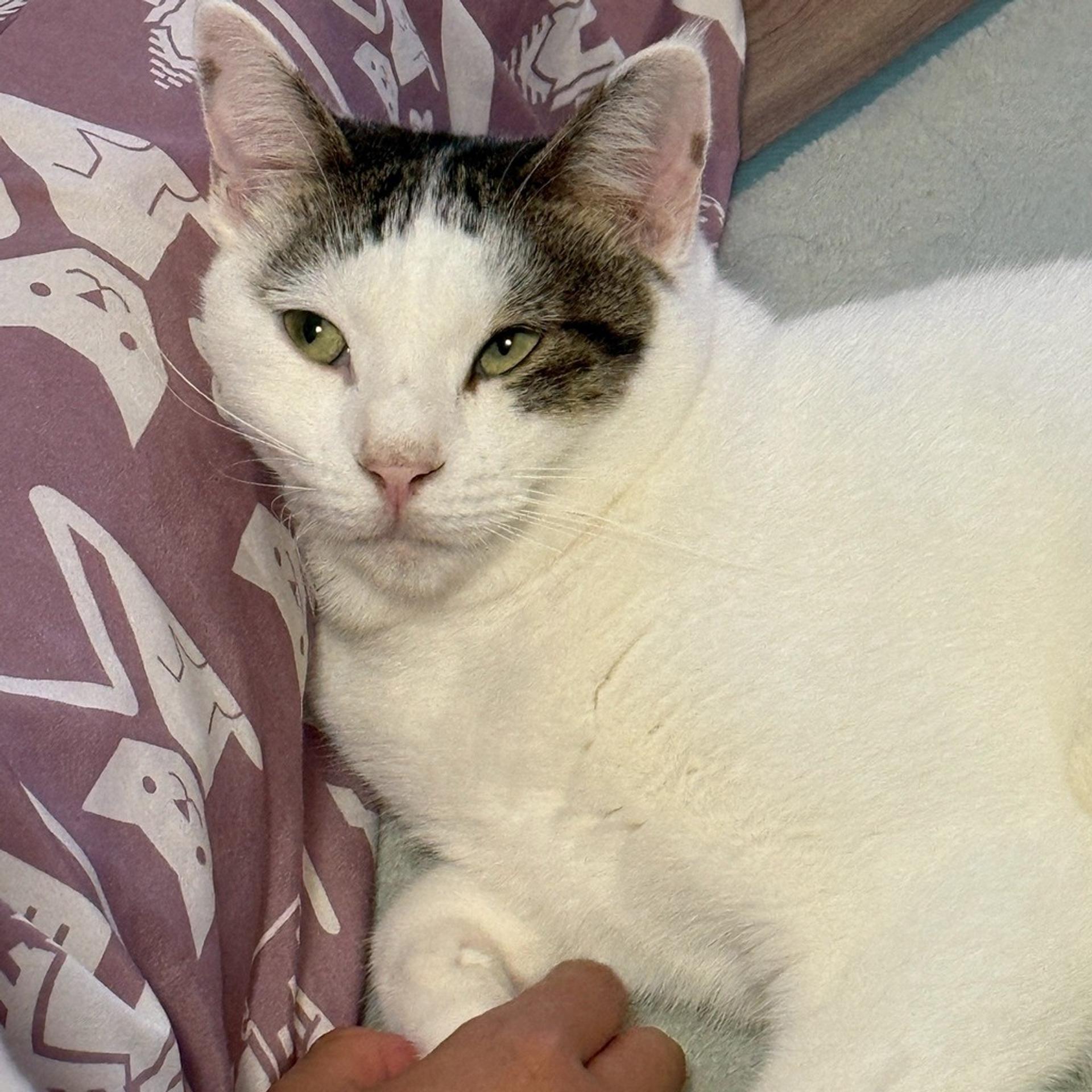 pet-image-6