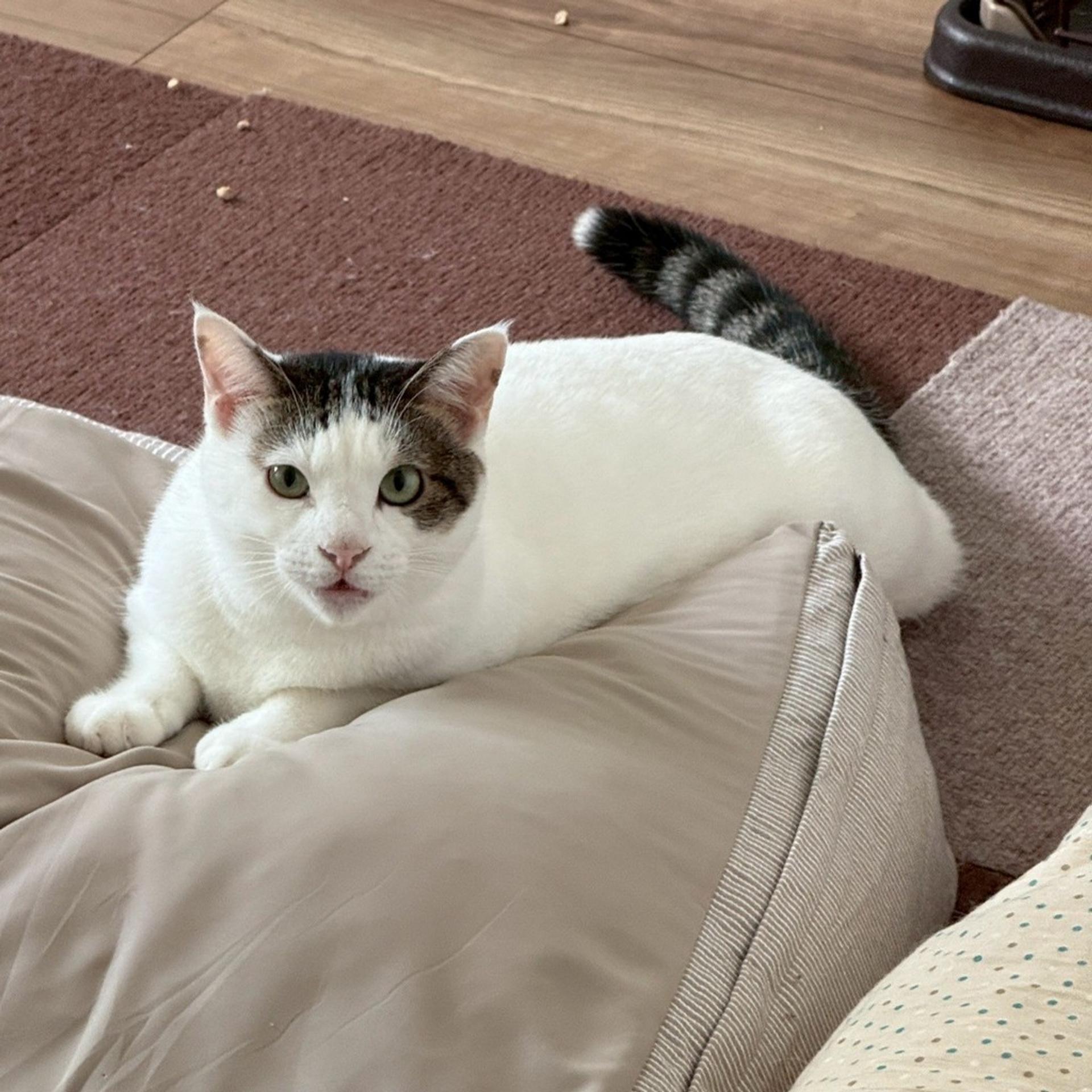 pet-image-8