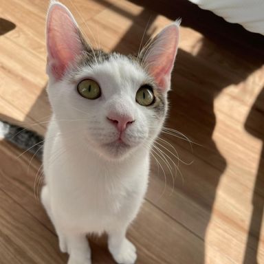 太陽