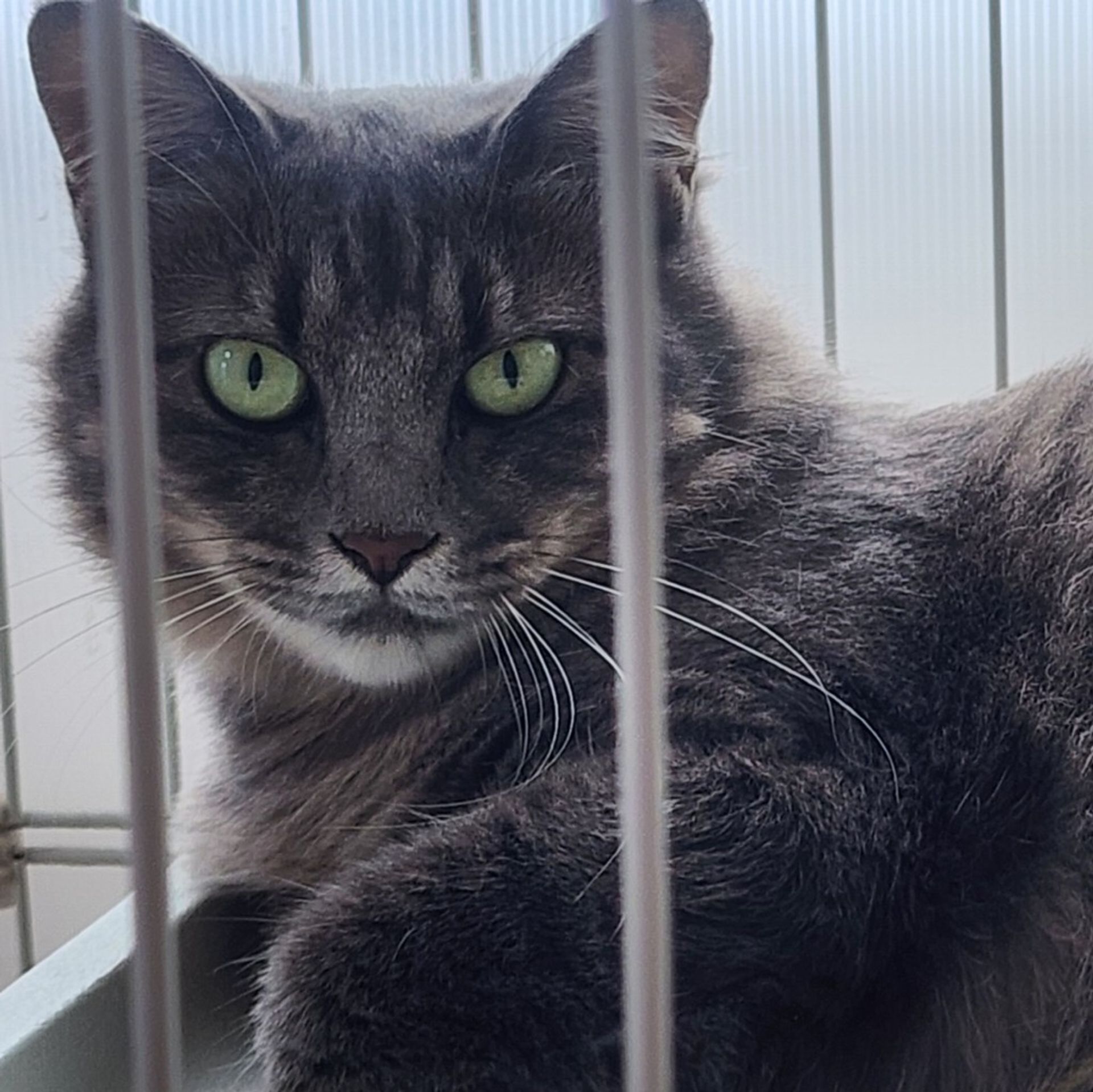 雑種（ミックス猫）・メスの里親募集の写真