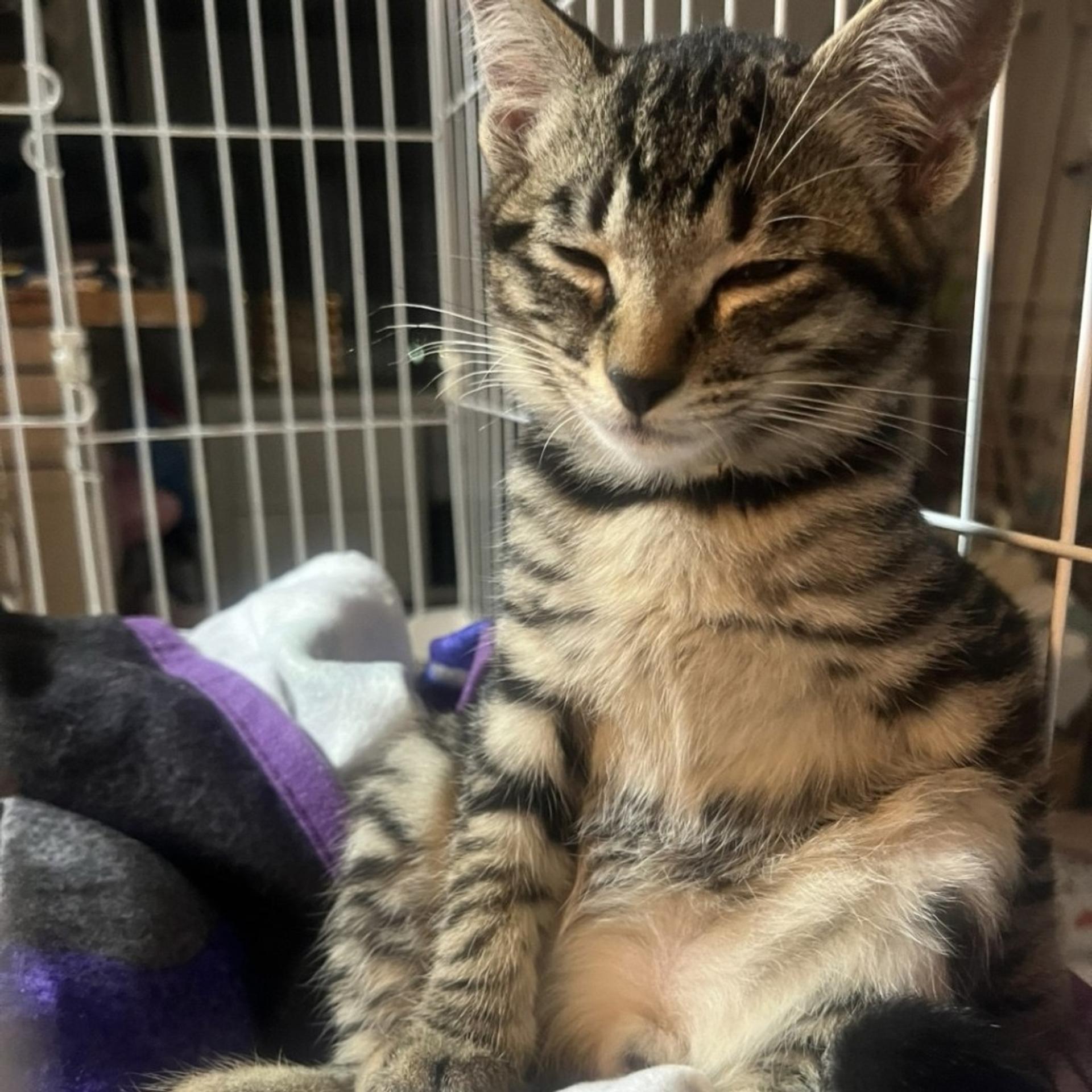 pet-image-3